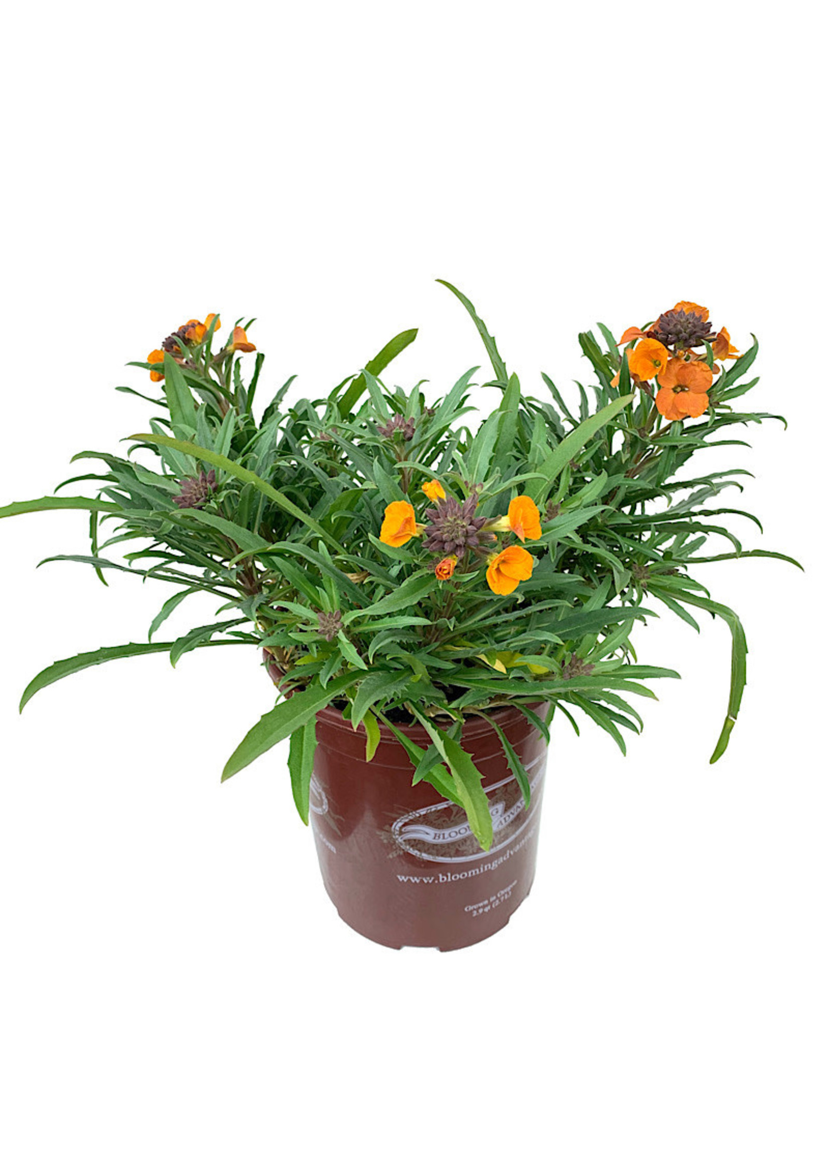 Erysimum ‘Apricot Twist’