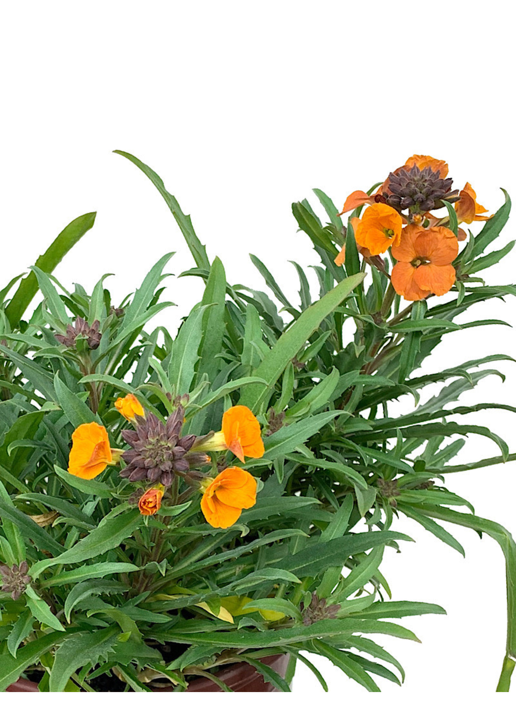 Erysimum 'Apricot Twist