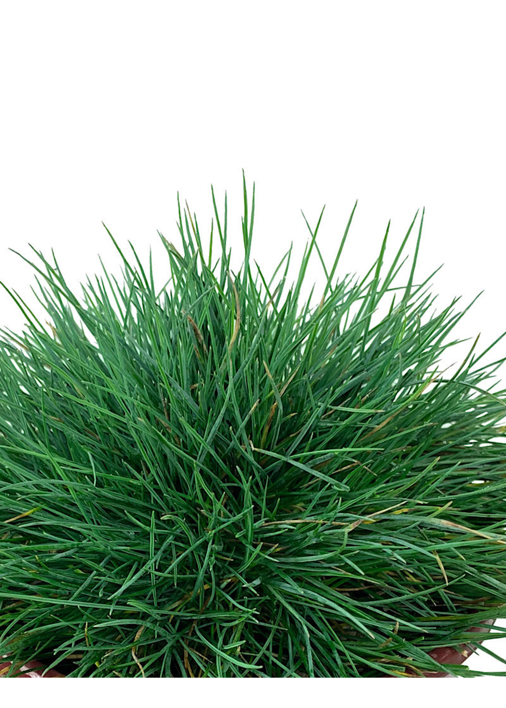 Festuca glauca 'Elijah Blue'