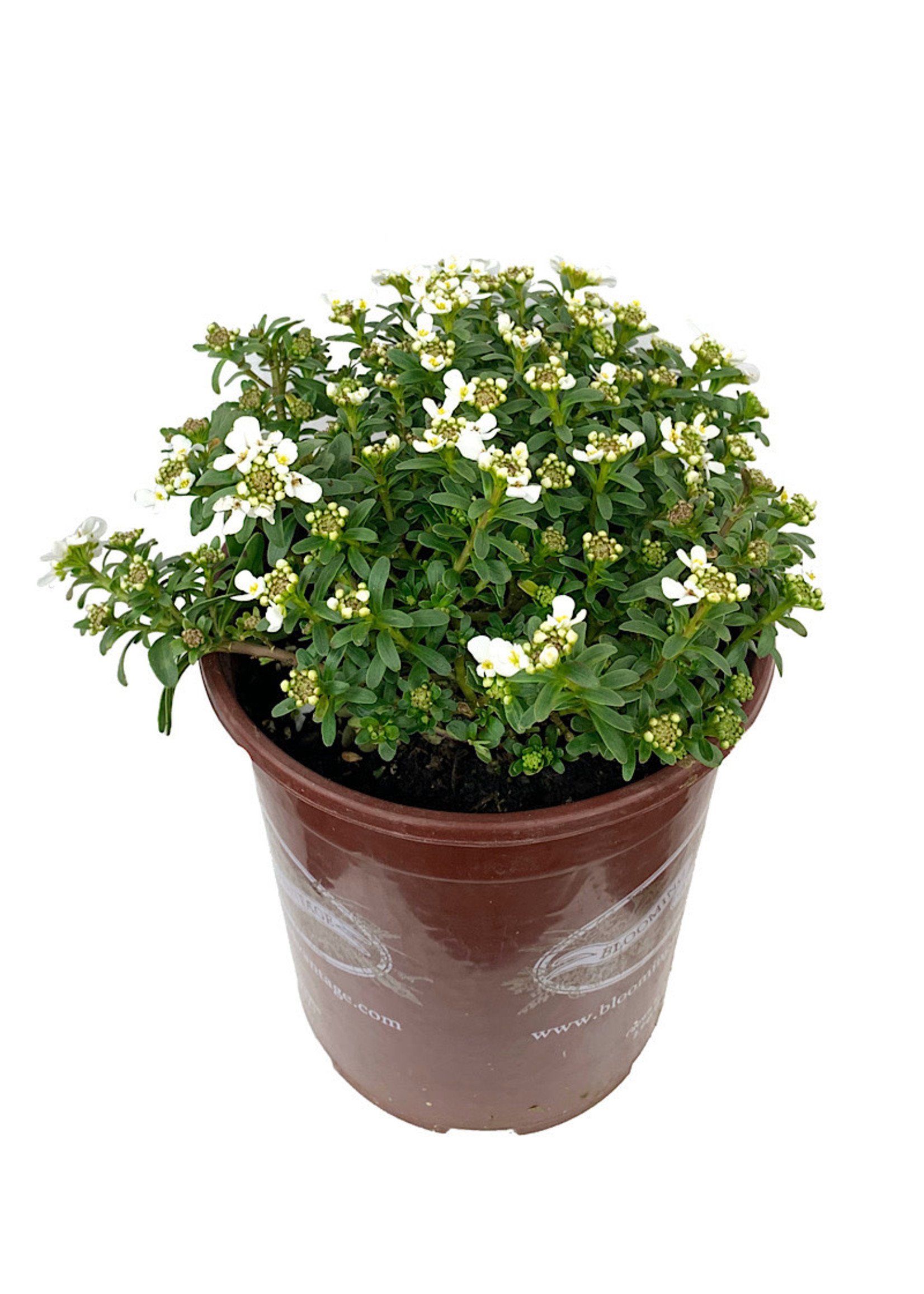 Iberis sempervirens 'Purity'