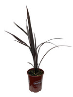 Phormium 'Black Adder' 1 Gallon