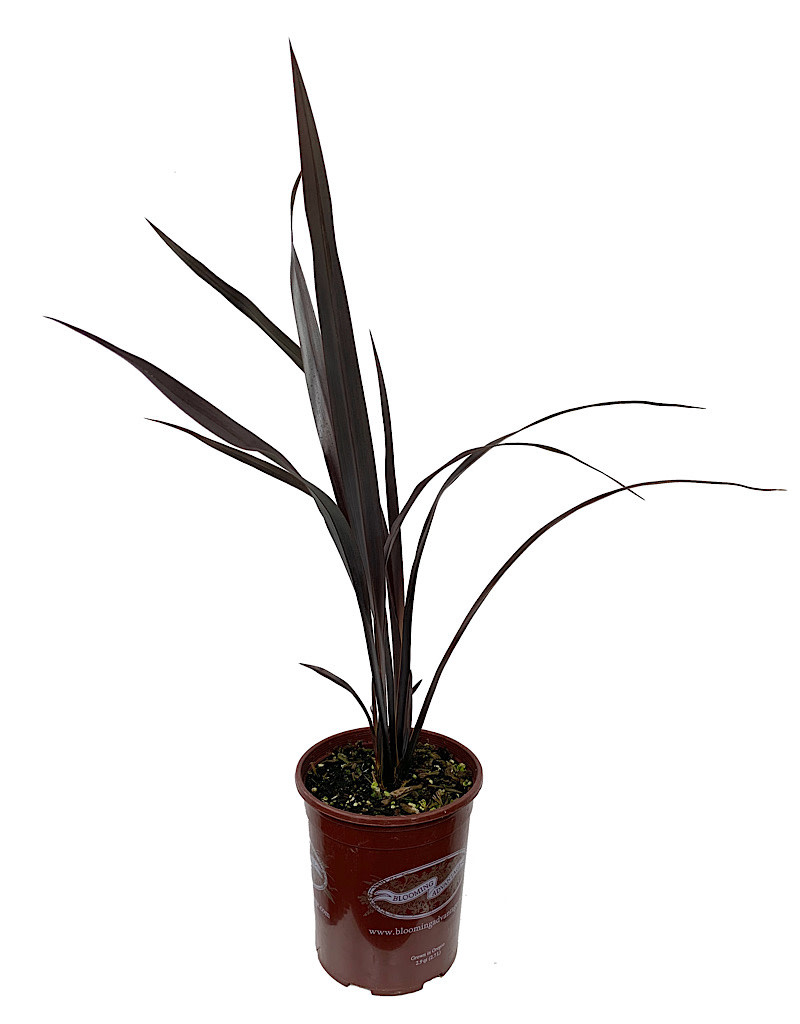 Phormium 