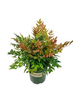 Nandina domestica 'Gulf Stream'