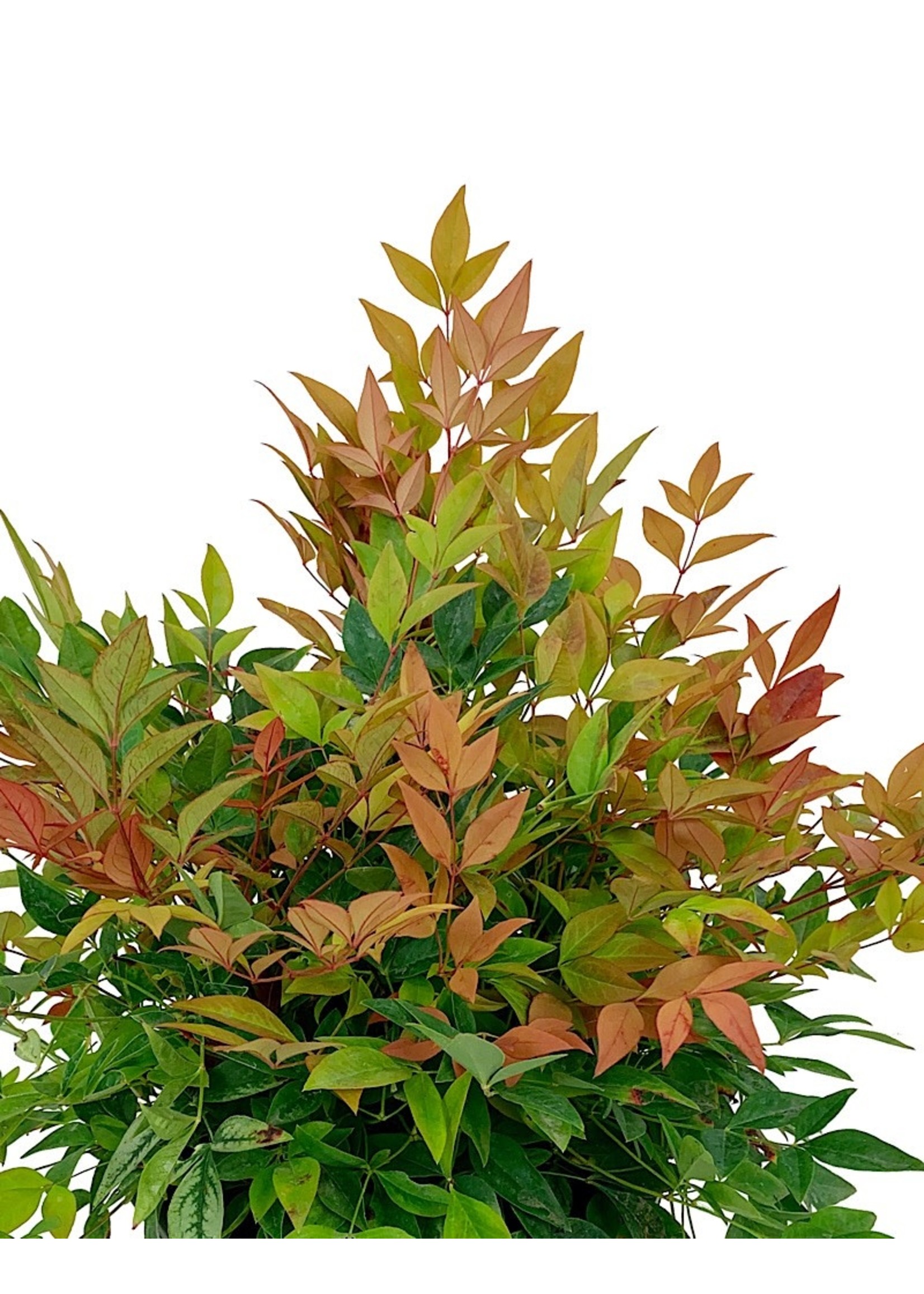 Nandina domestica 'Gulf Stream'