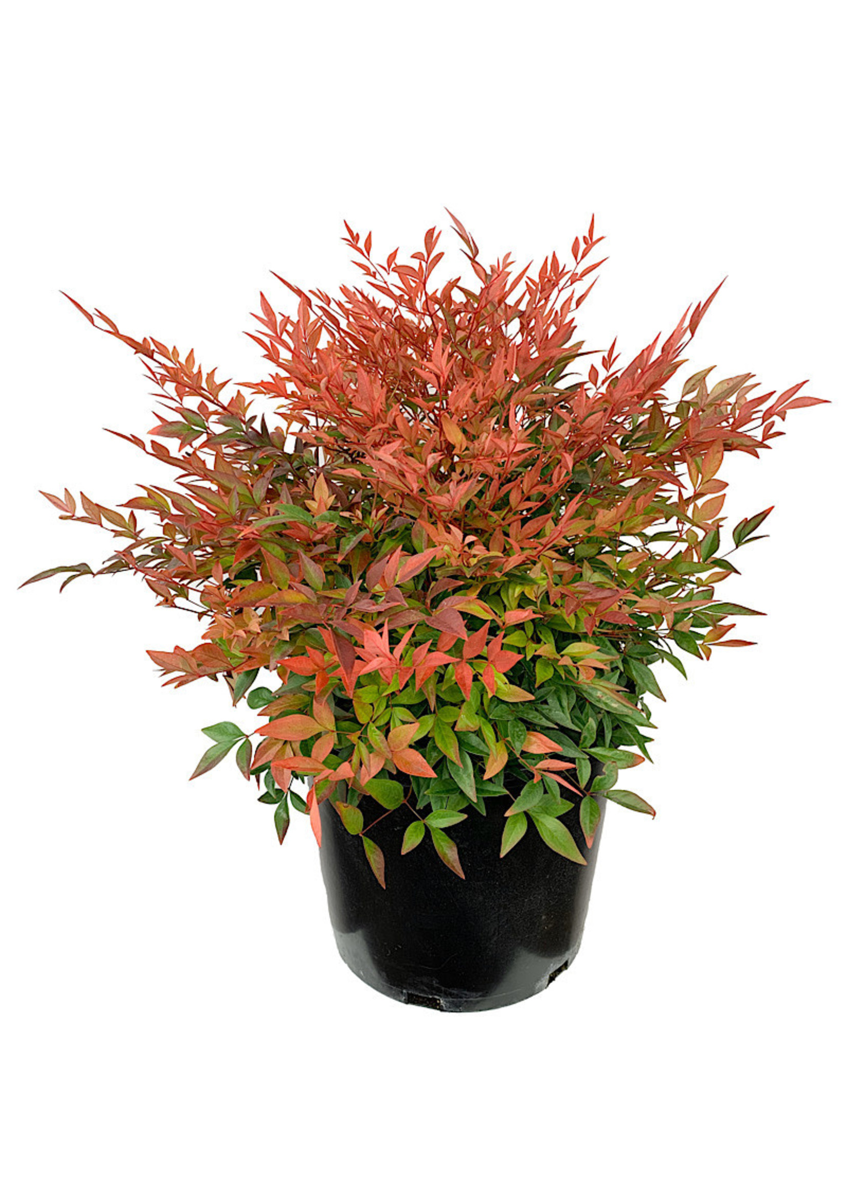 Nandina domestica 'Gulf Stream'