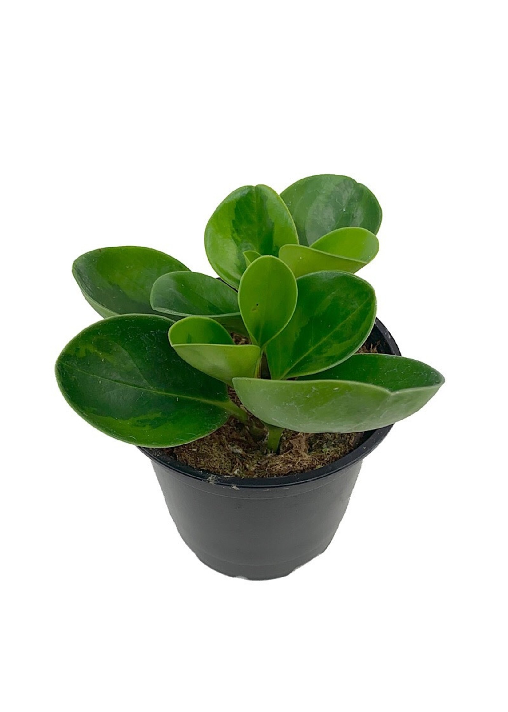 Peperomia obtusifolia ‘Lemon Lime’