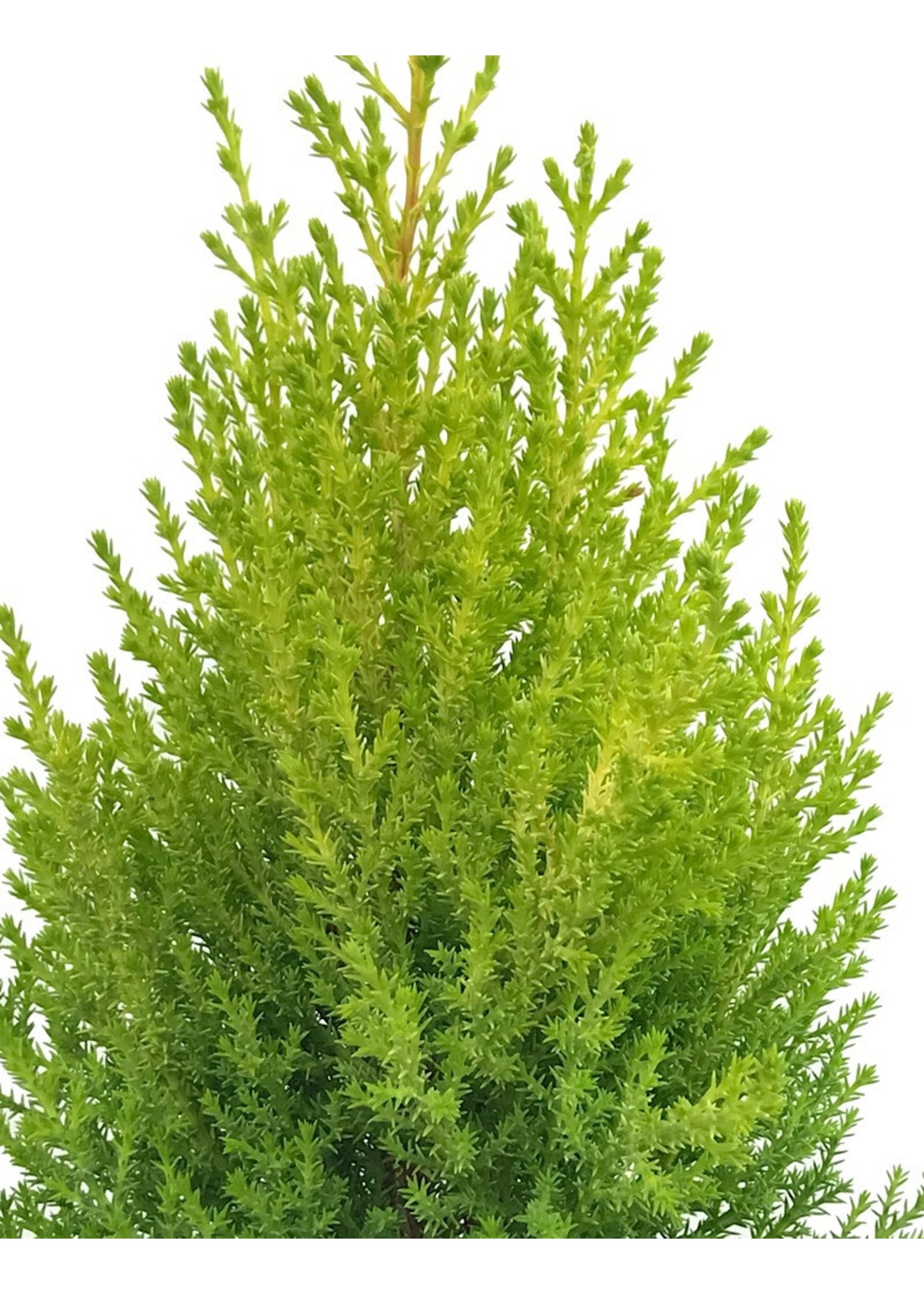 Cupressus macrocarpa 'Wilma Goldcrest'