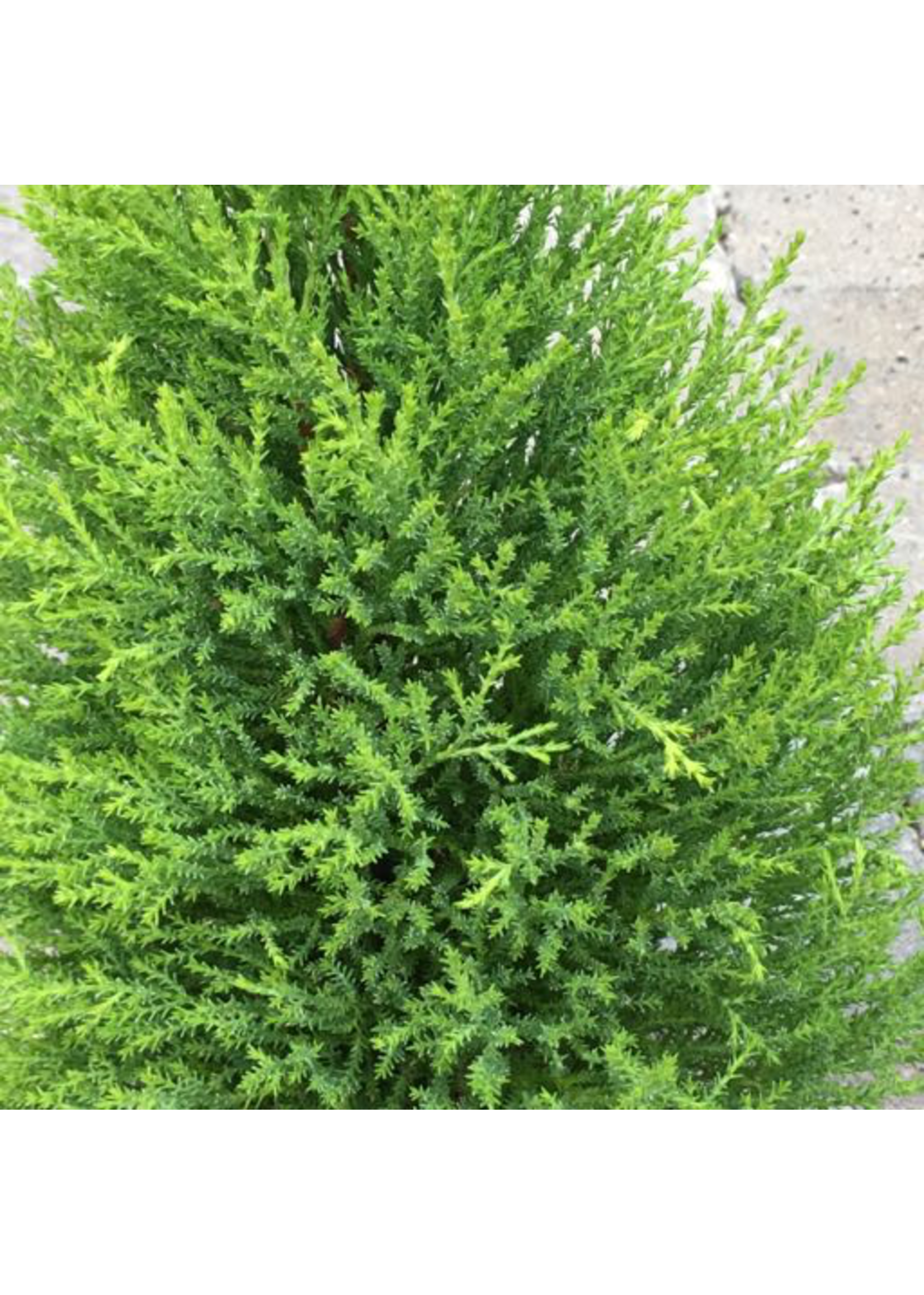 Cupressus macrocarpa 'Wilma Goldcrest'