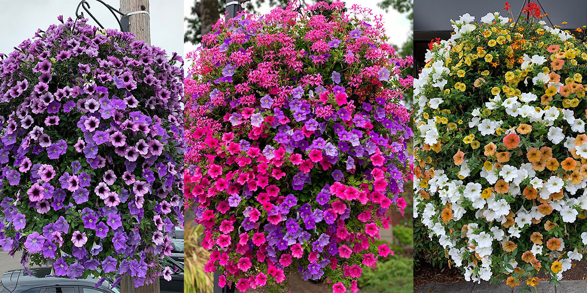 Community Hanging Baskets The Garden Corner