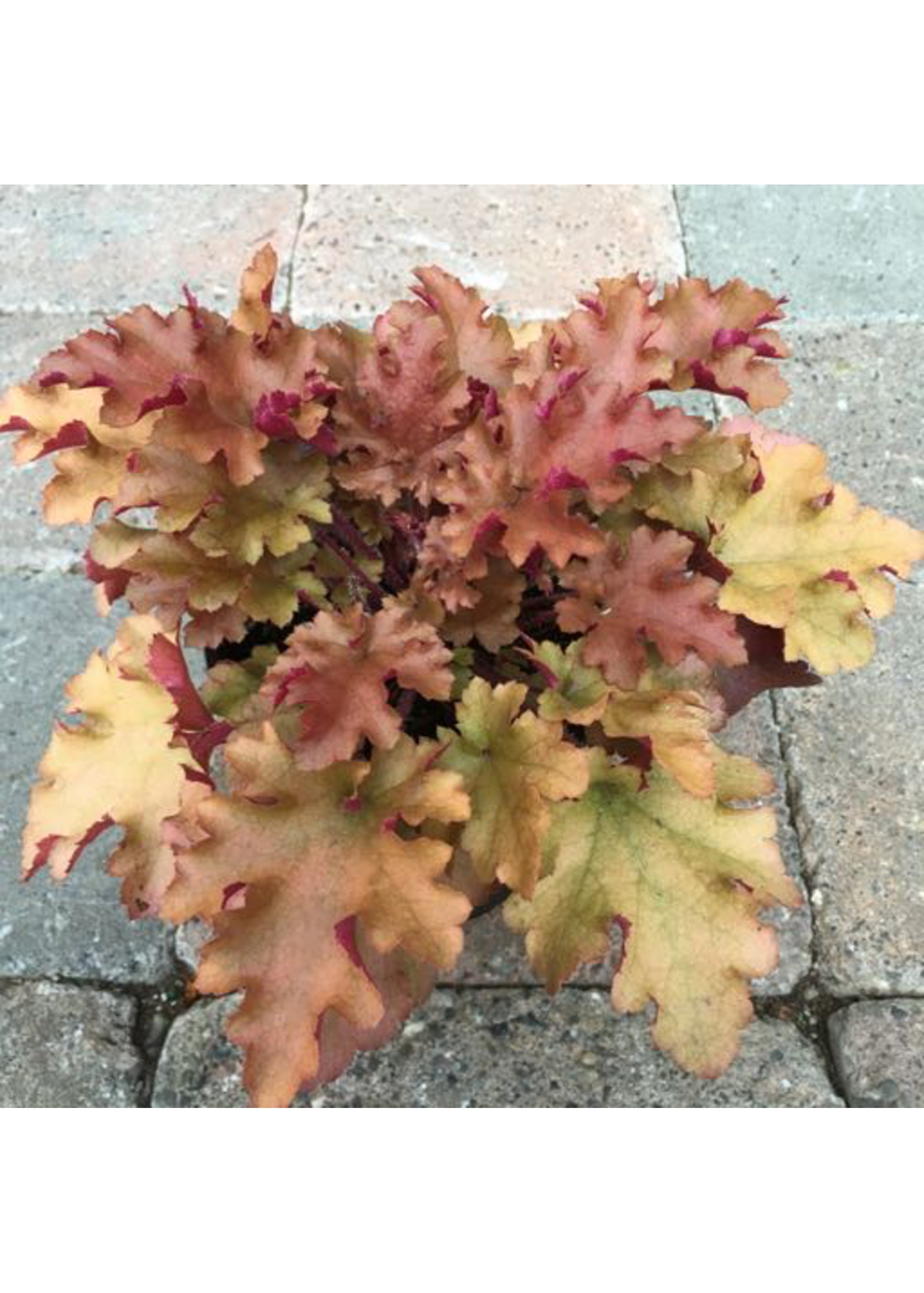 Heuchera 'Marmalade'