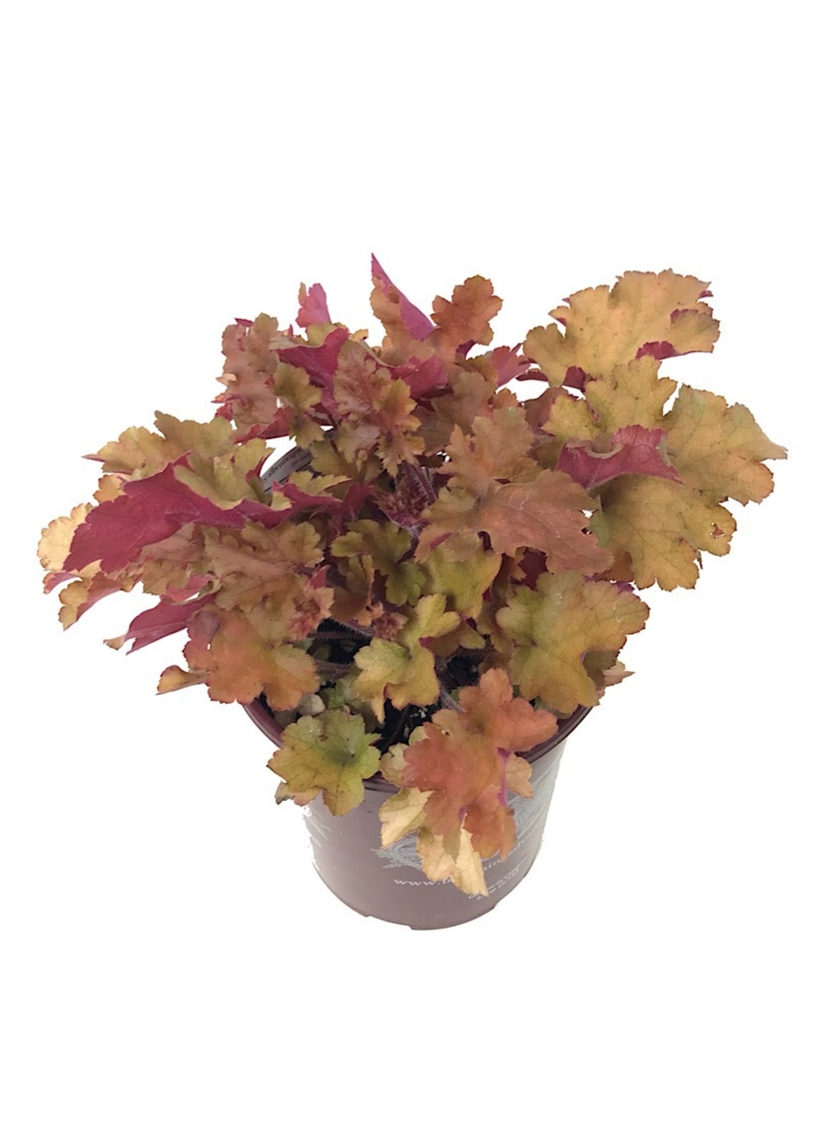 Heuchera 'Marmalade'