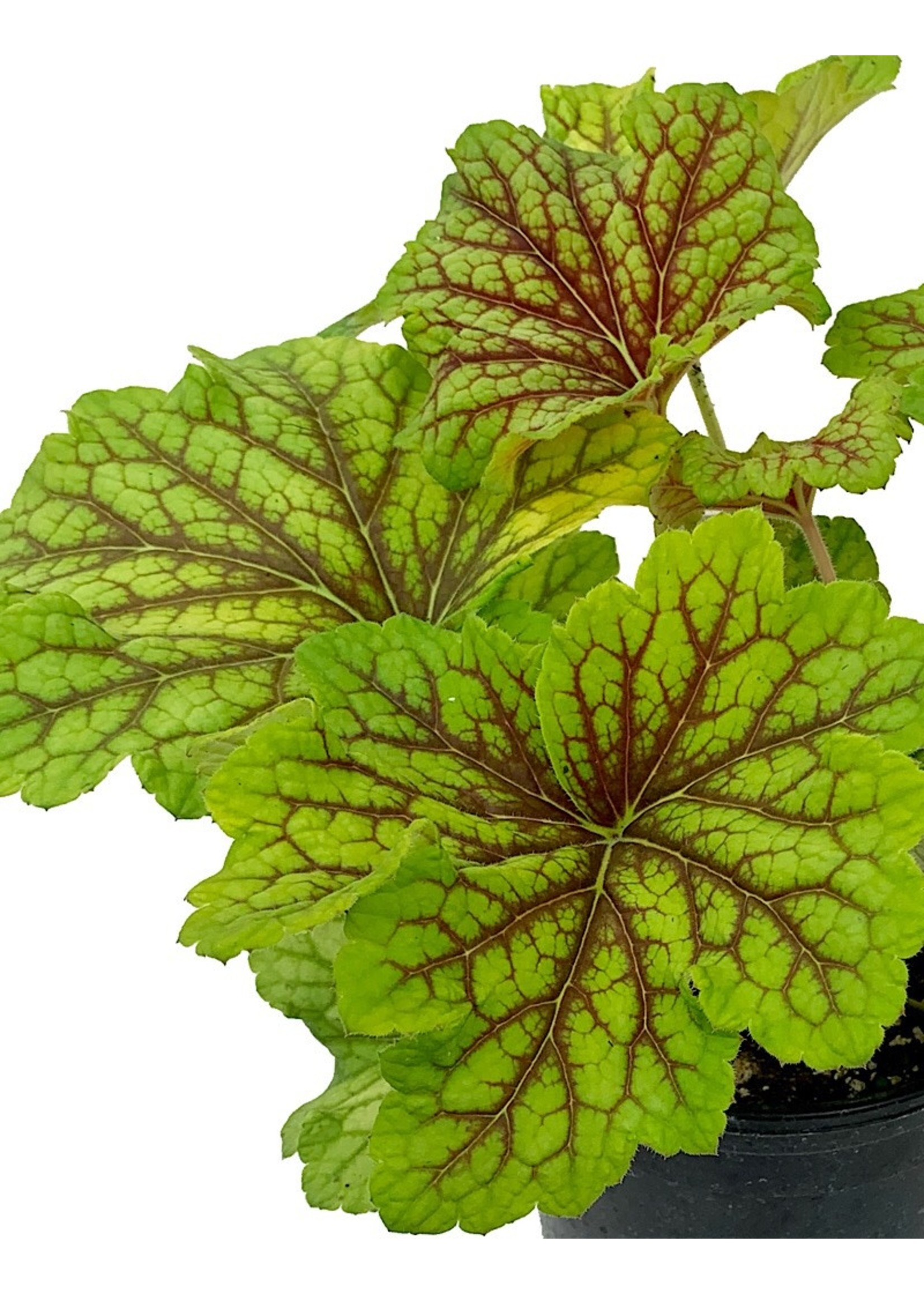 Heuchera 'Red Lightening' - The Garden Corner