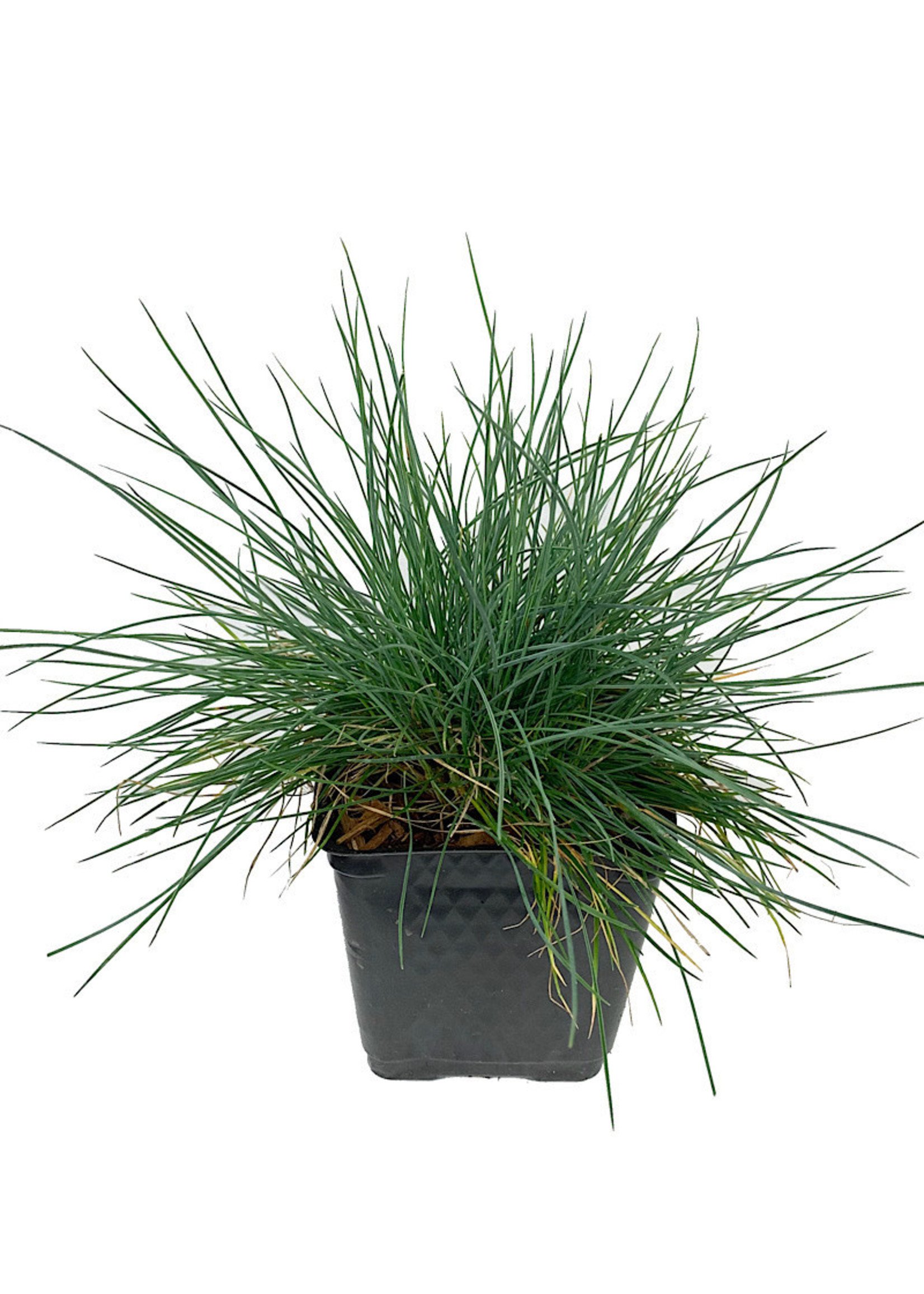 Festuca glauca 'Beyond Blue'