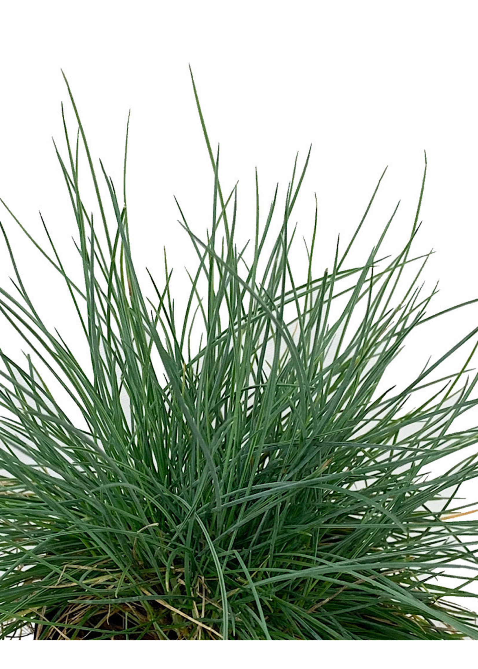 Festuca glauca 'Beyond Blue'