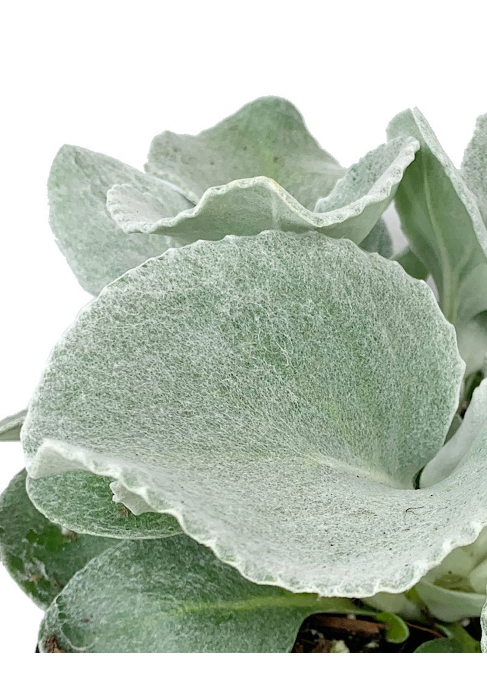 Senecio candicans 'Angel Wings'