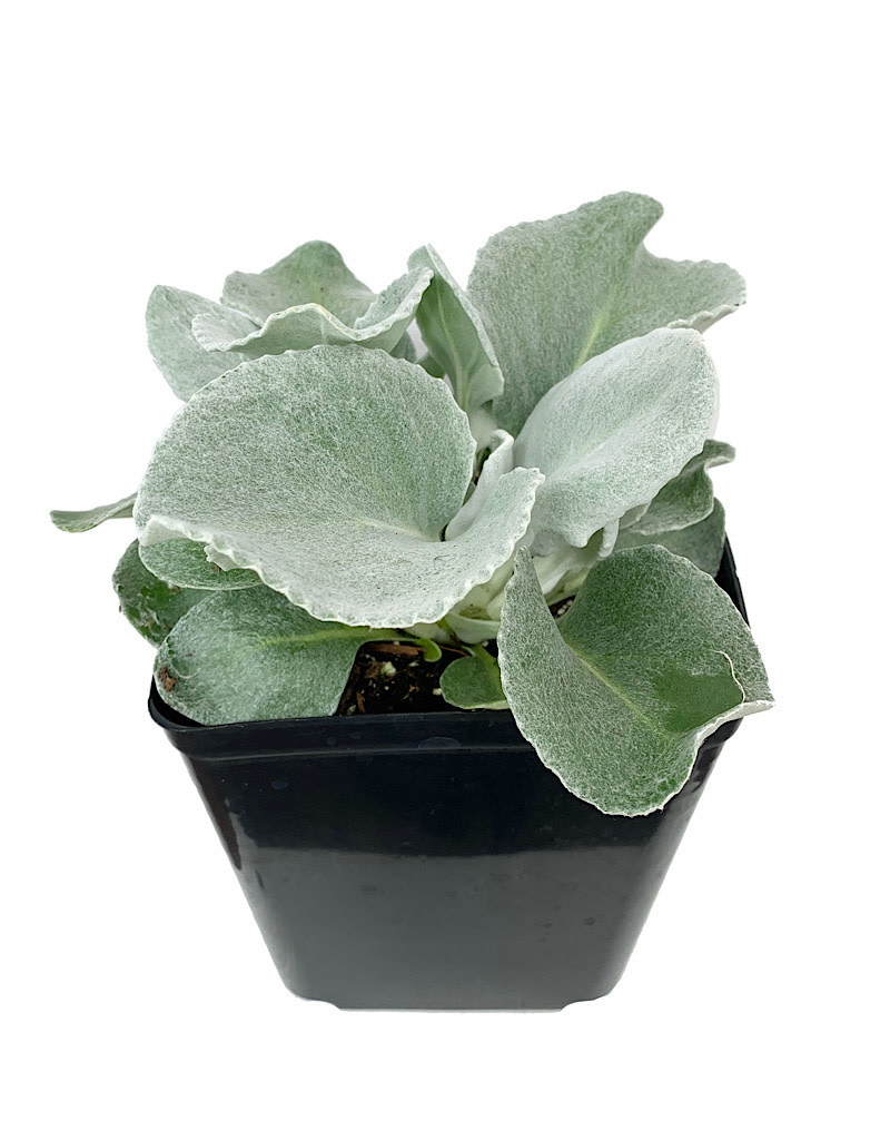 Senecio candicans 'Angel Wings' The Garden Corner