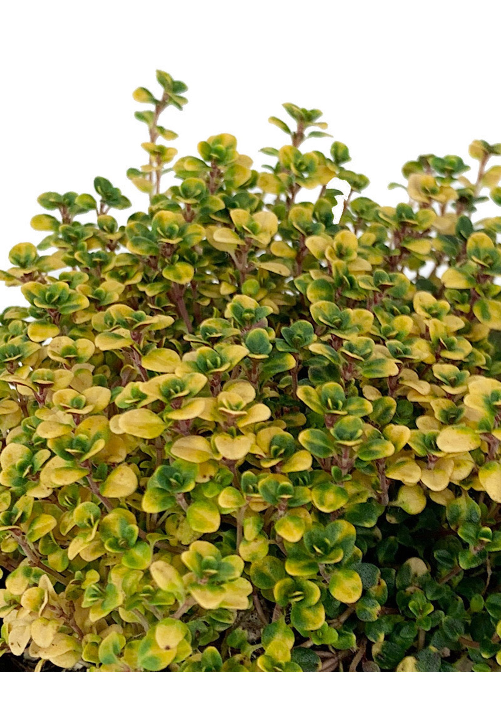 Thymus doerfleri 'Doone Valley'