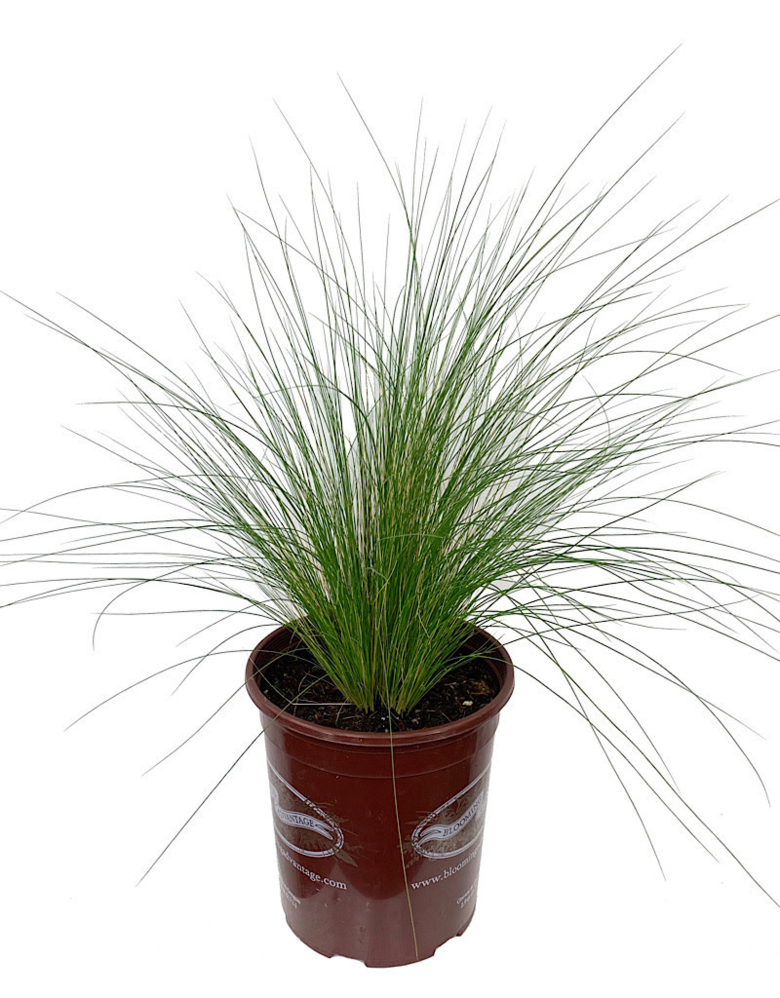 Nassella tenuissima The Garden Corner
