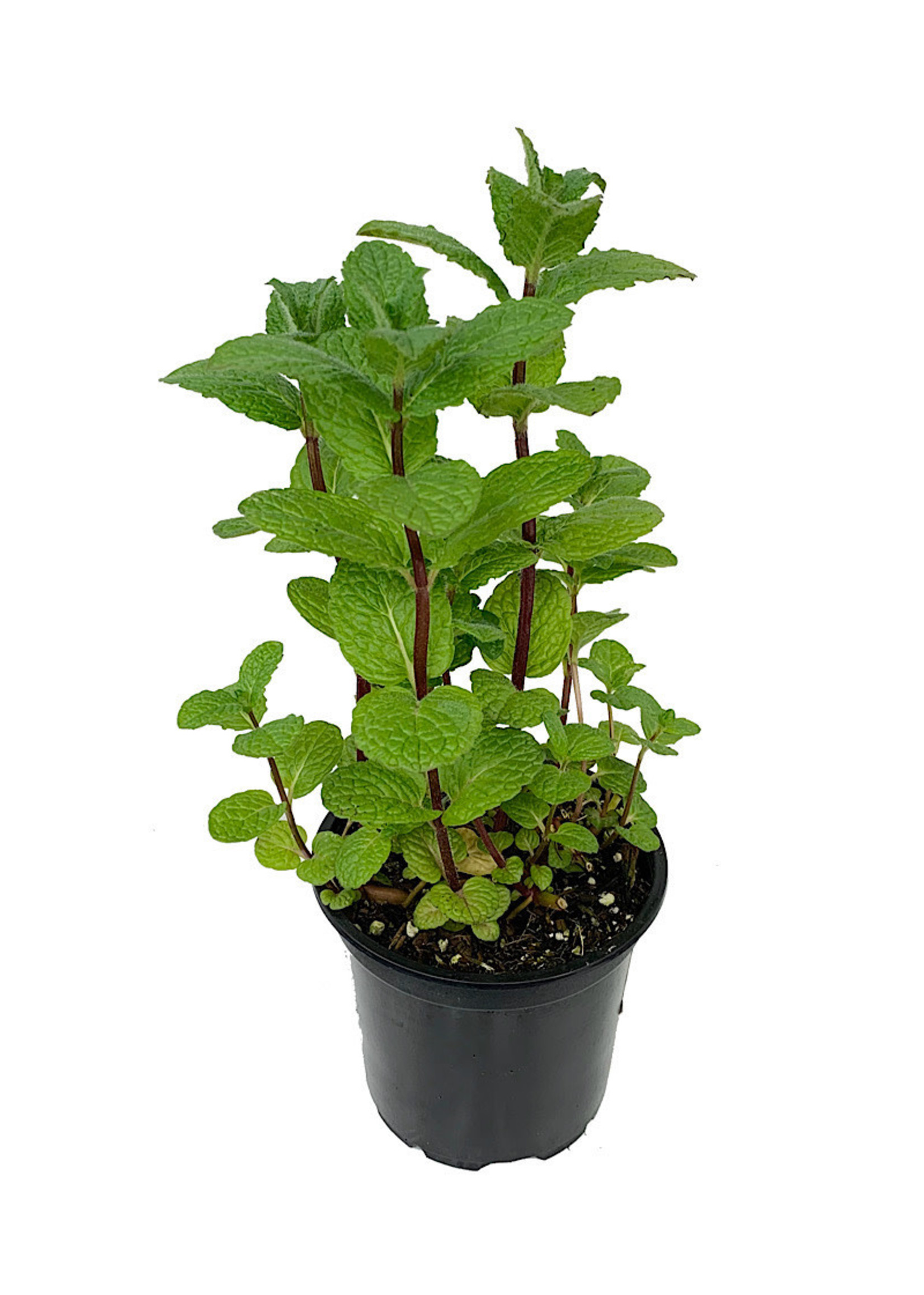 Mint 'Mojito' 4 Inch