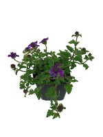 Verbena 'Homestead Purple'