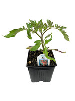 Tomato 'Willamette' 4 Inch