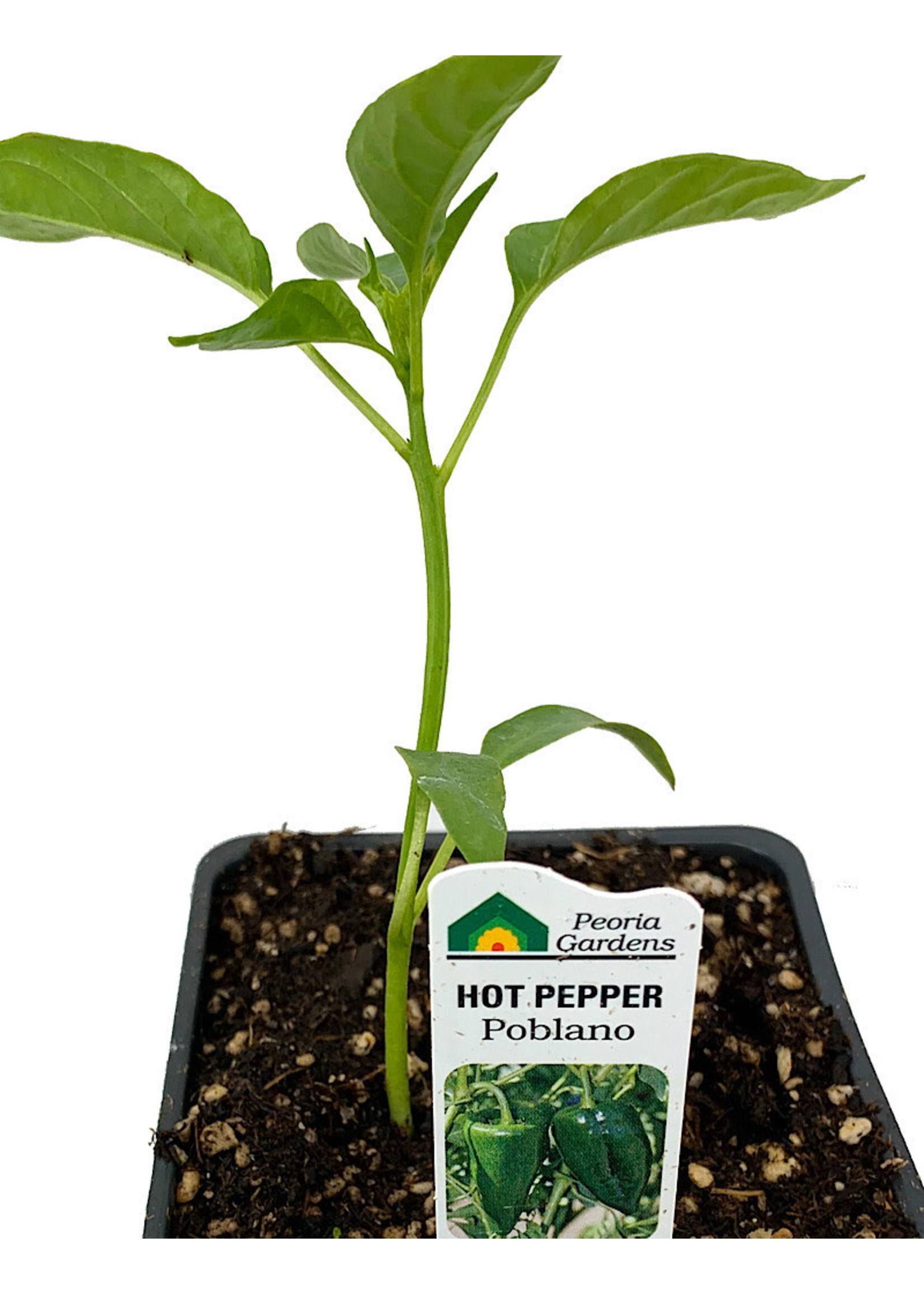 Pepper 'Poblano'  4 inch