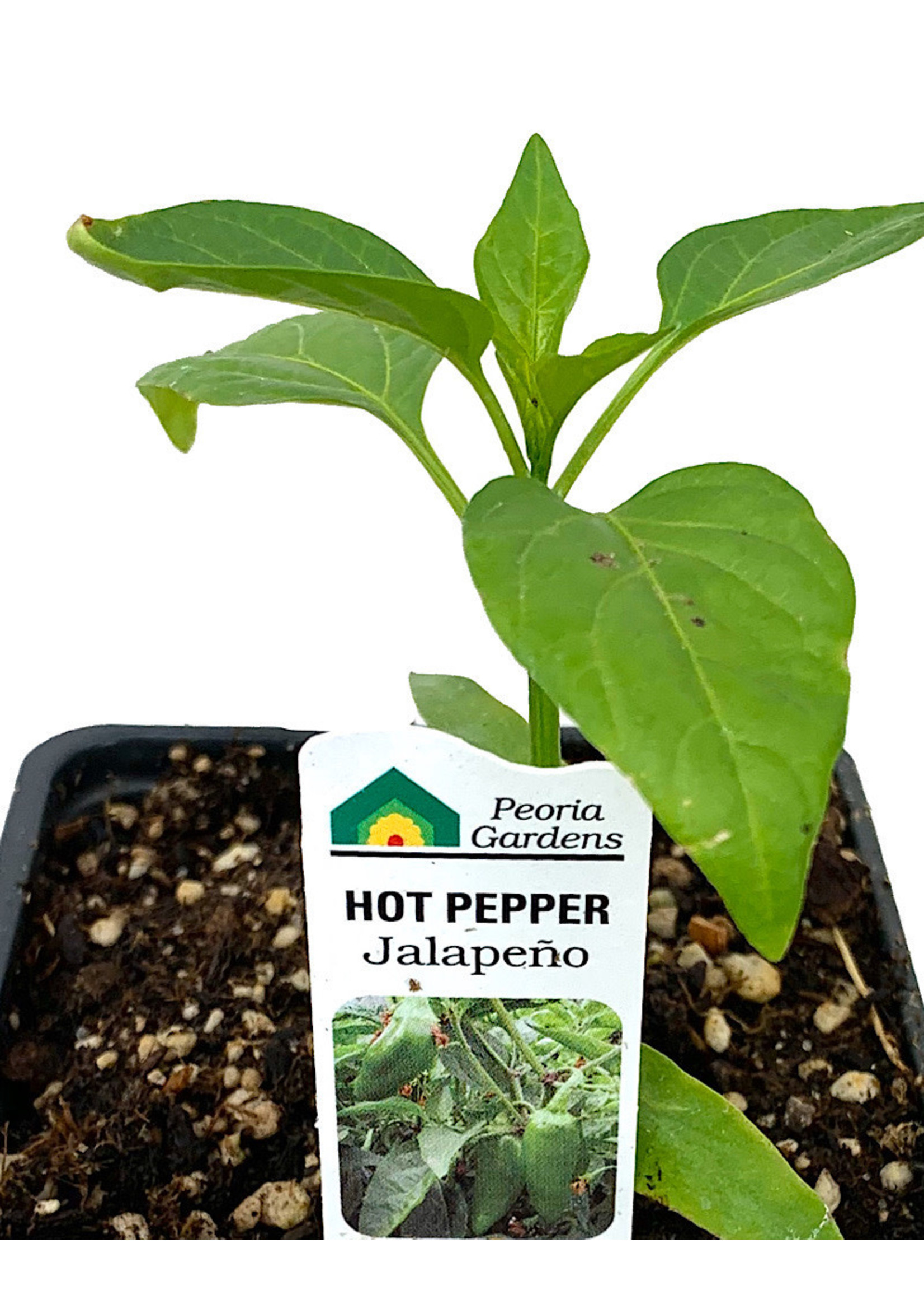 Pepper 'Jalapeno' 4 Inch