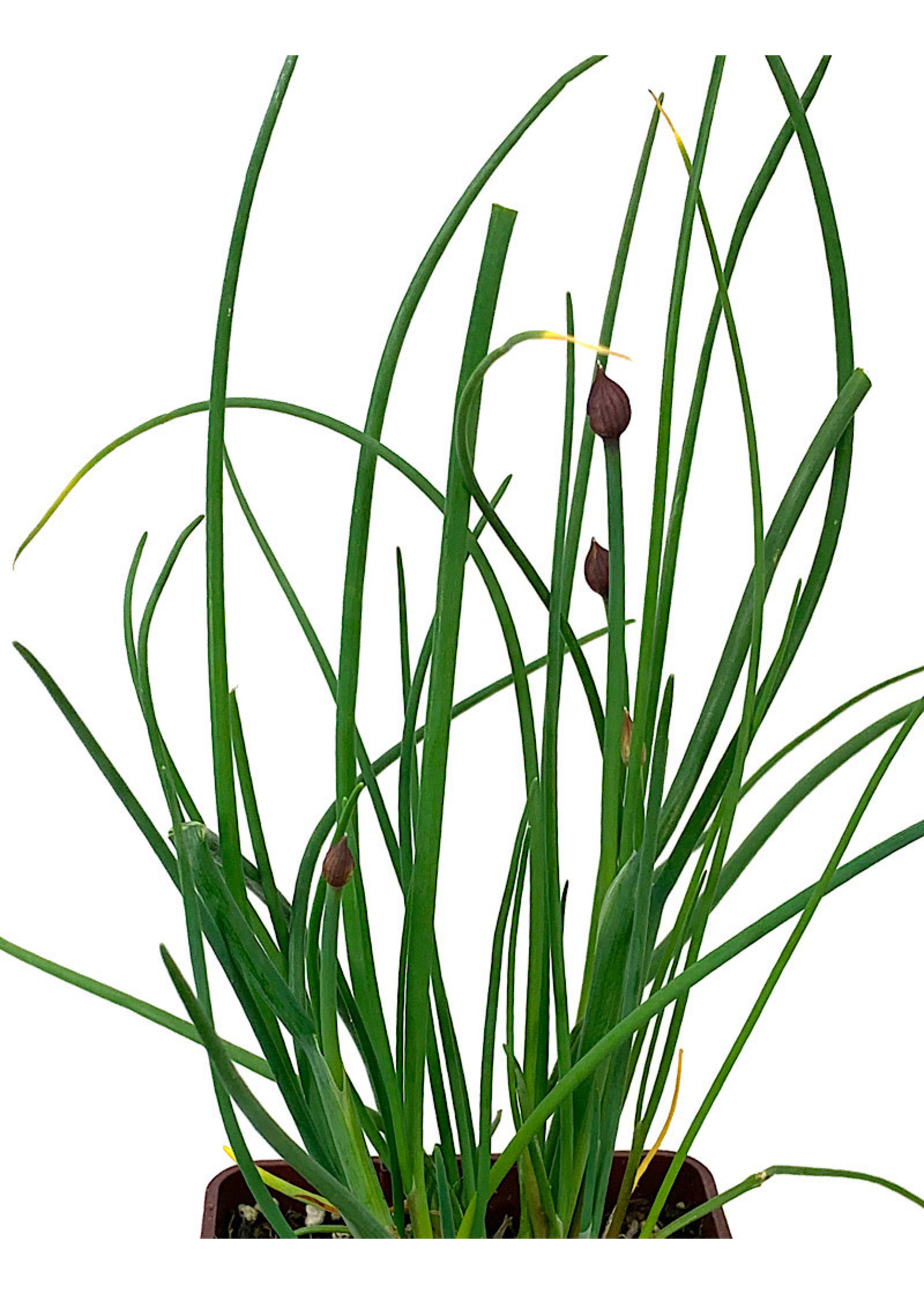 Chives 4 Inch