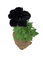 Petunia 'Crazytunia Black Mamba' 4 Inch