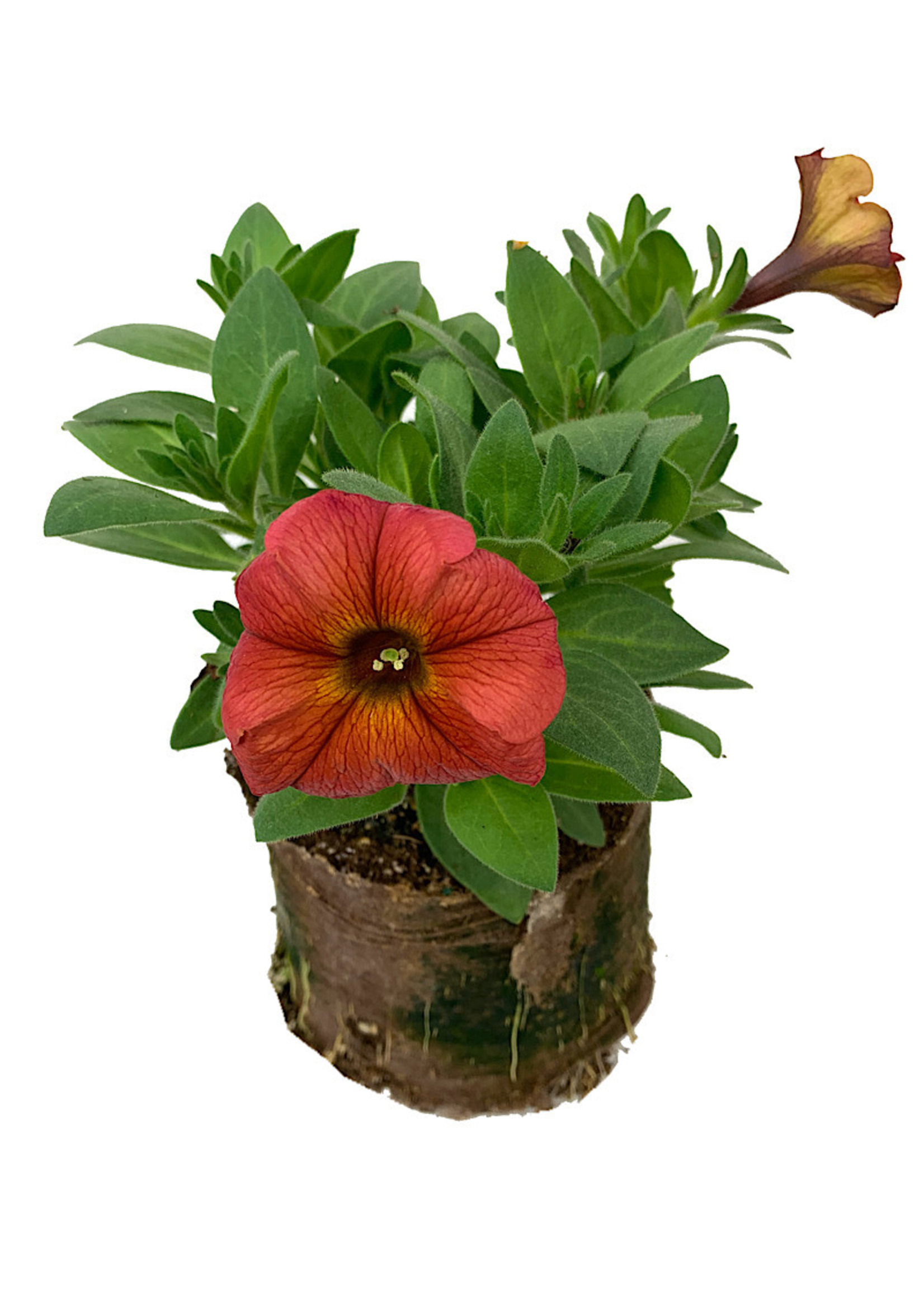 Petchoa ’Supercal Premium Cinnamon’  4 Inch