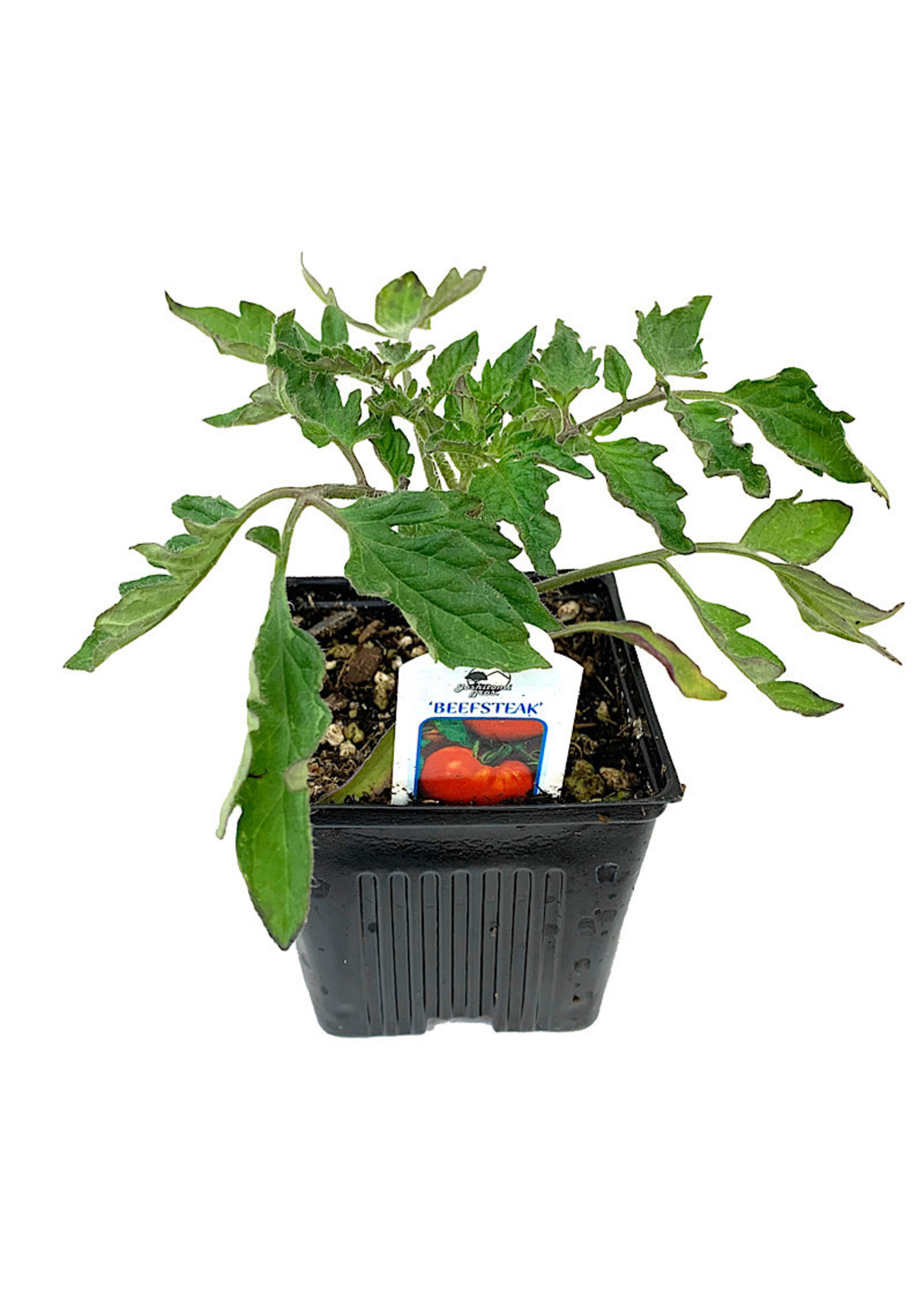 Tomato 'Beefsteak' 4 Inch