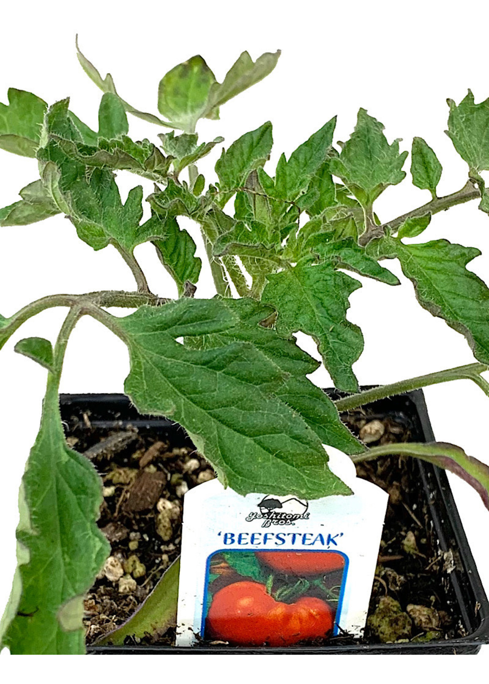 Tomato 'Beefsteak' 4 Inch