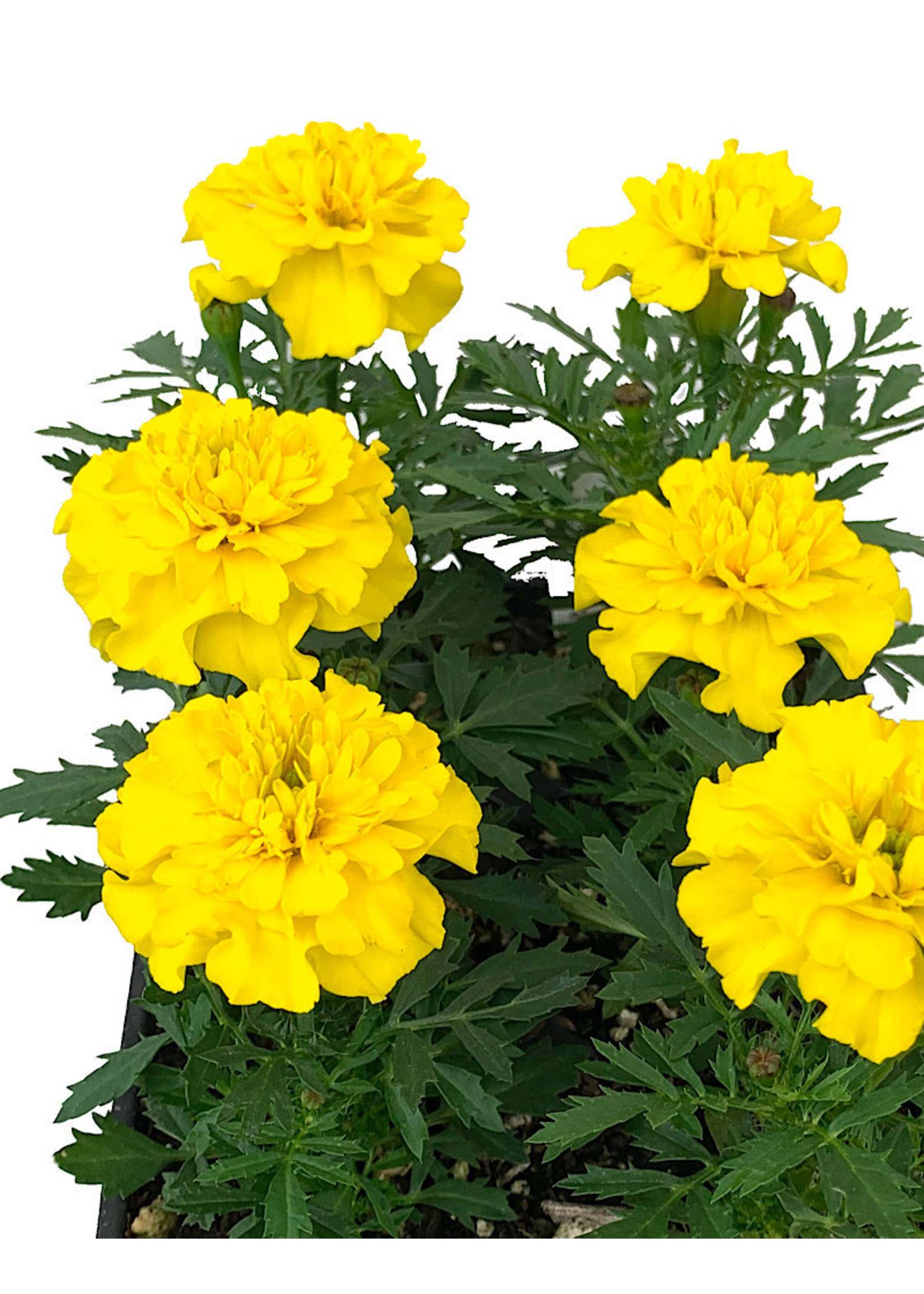 Marigold 'Bonanza Yellow'  Jumbo Traypack