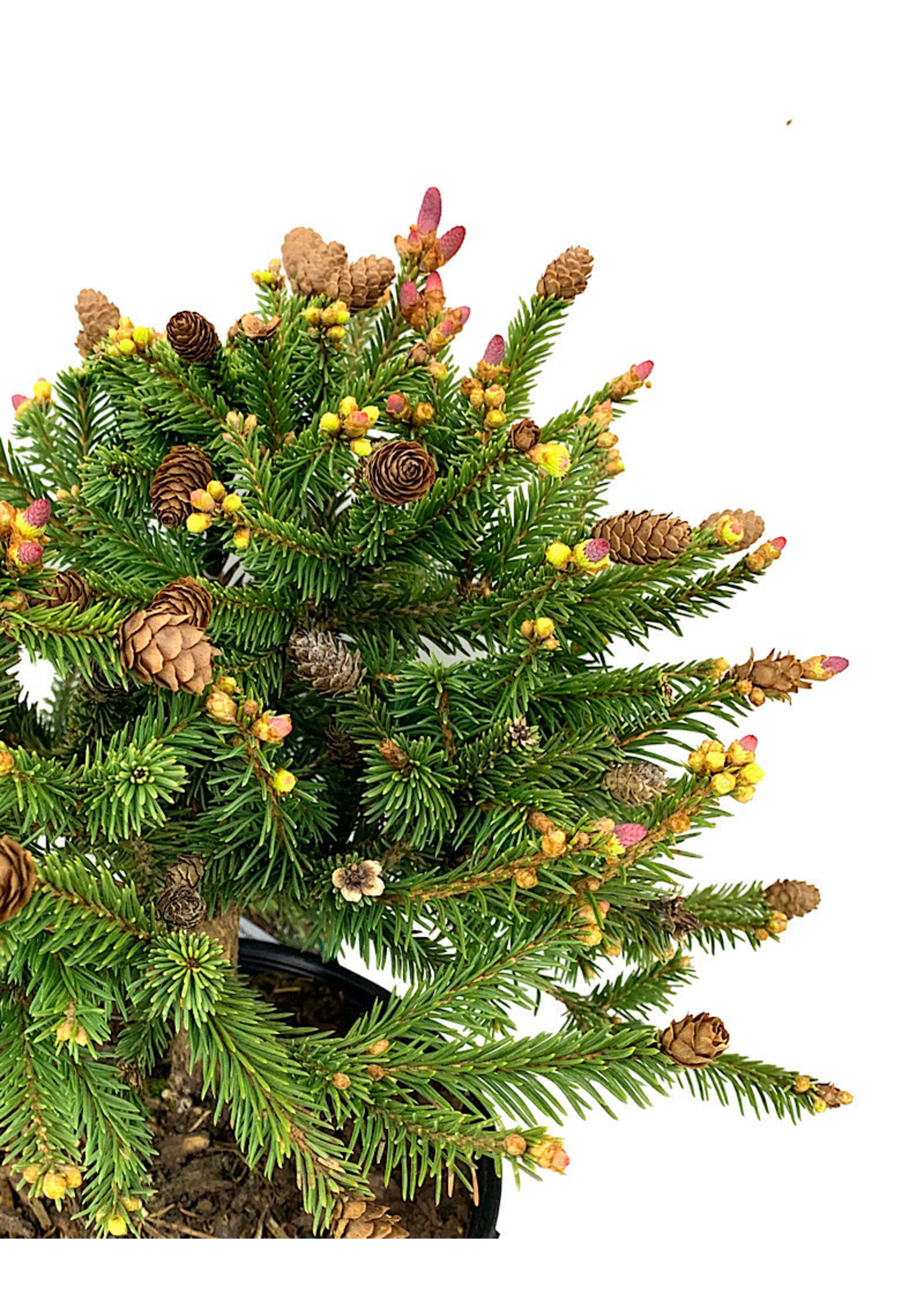 Picea abies 'Pusch' 1 Gallon