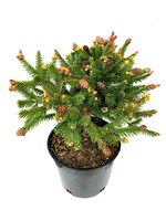 Picea abies 'Pusch' 1 Gallon