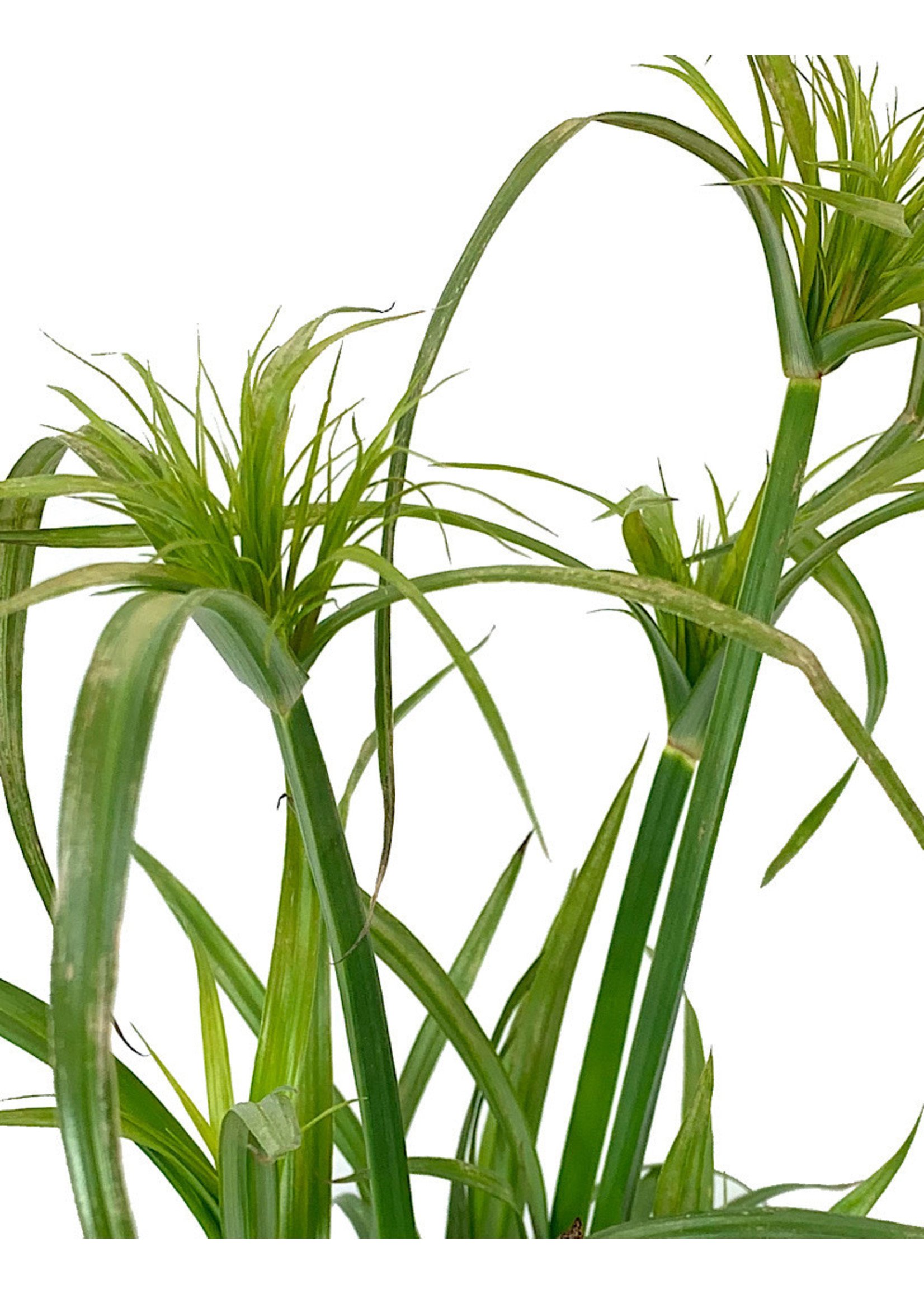 Cyperus papyrus