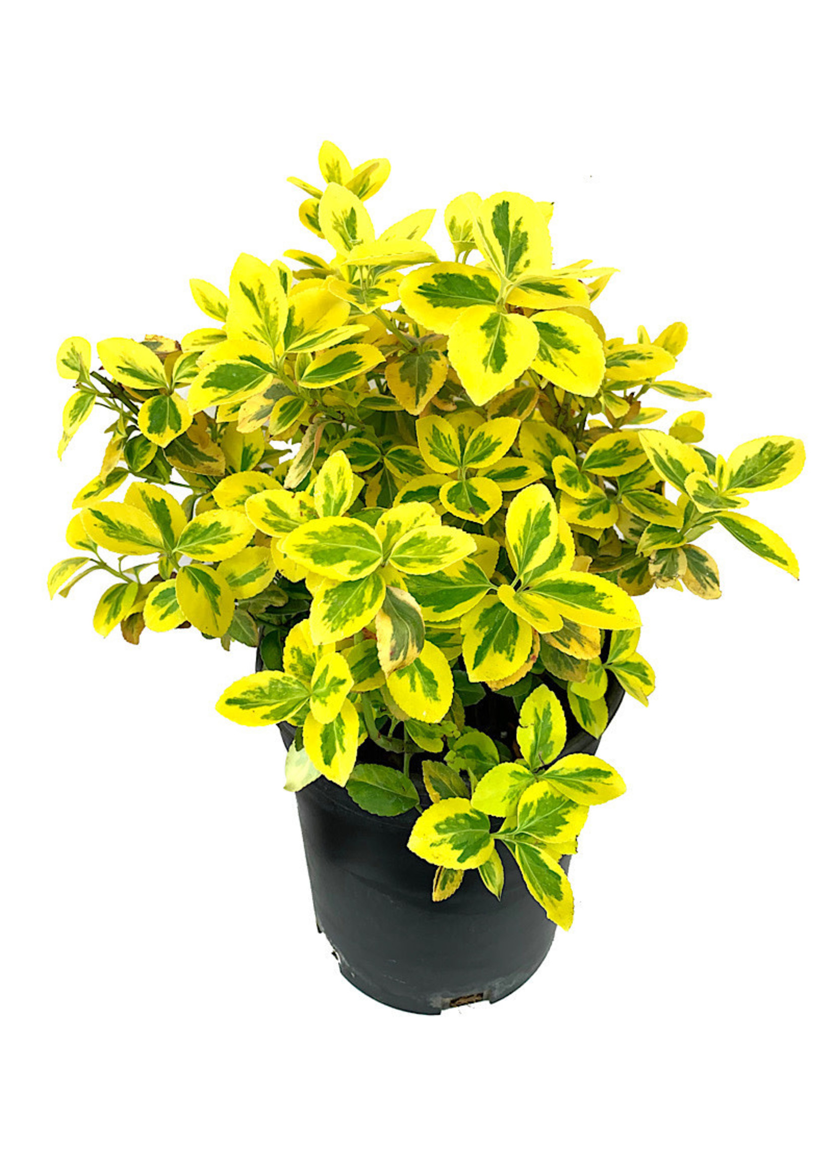 Euonymus f. 'Emerald n Gold' 1 Gallon