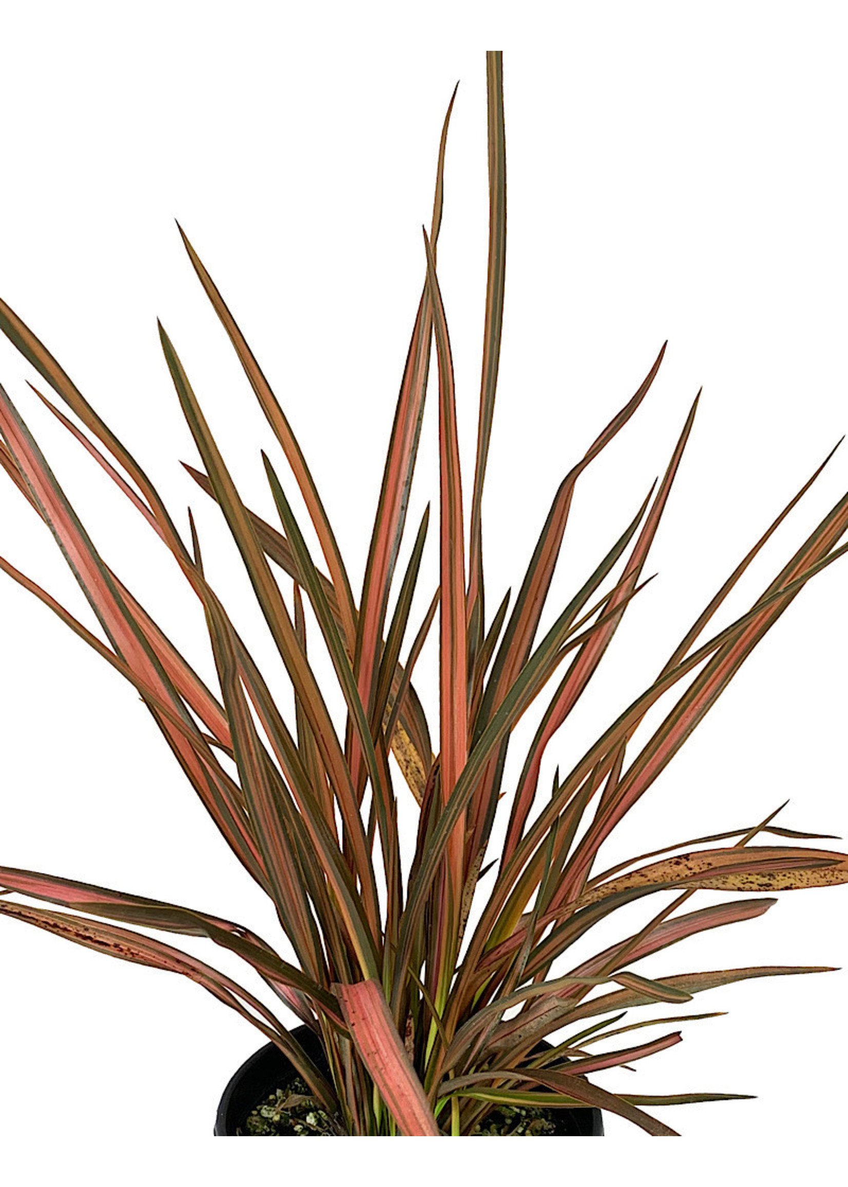 Phormium 'Rainbow Sunrise'