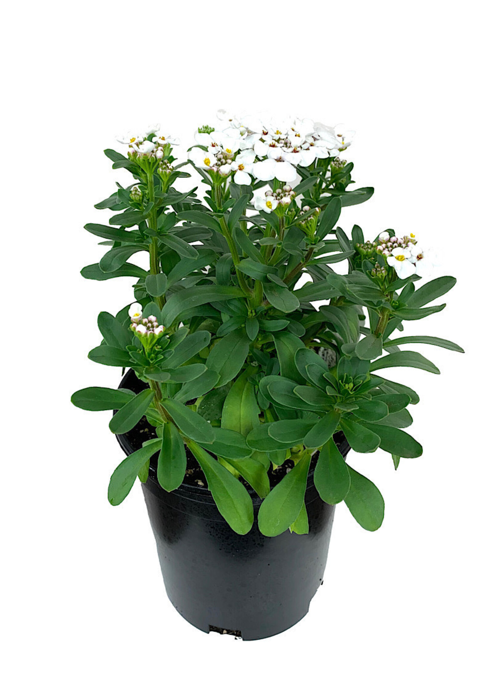 Iberis sempervirens 'Masterpiece' 1 Gallon