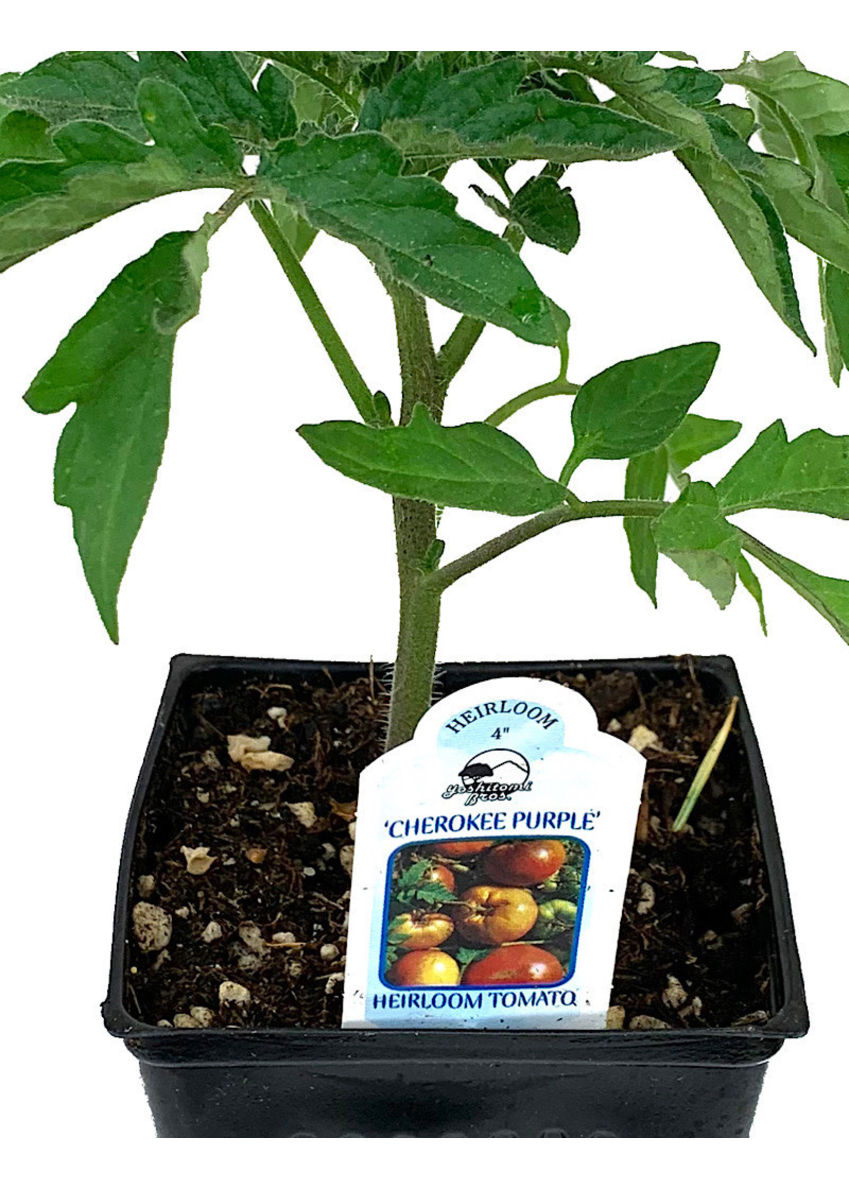 Tomato 'Cherokee Purple'  4 inch