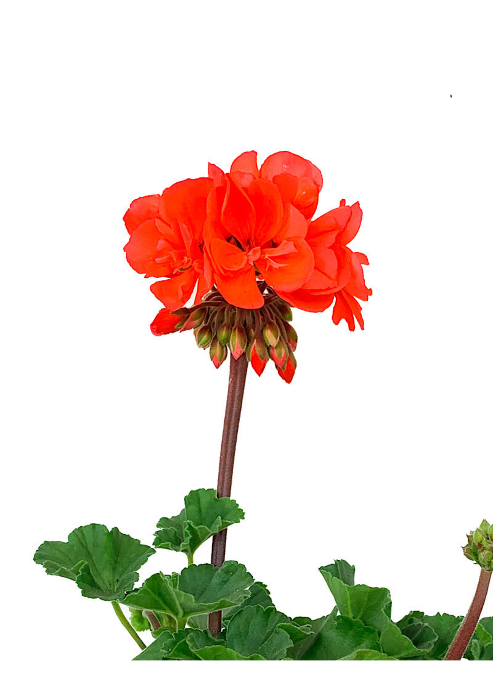 Geranium Zonal 'Presto Dark Salmon'  5 Inch