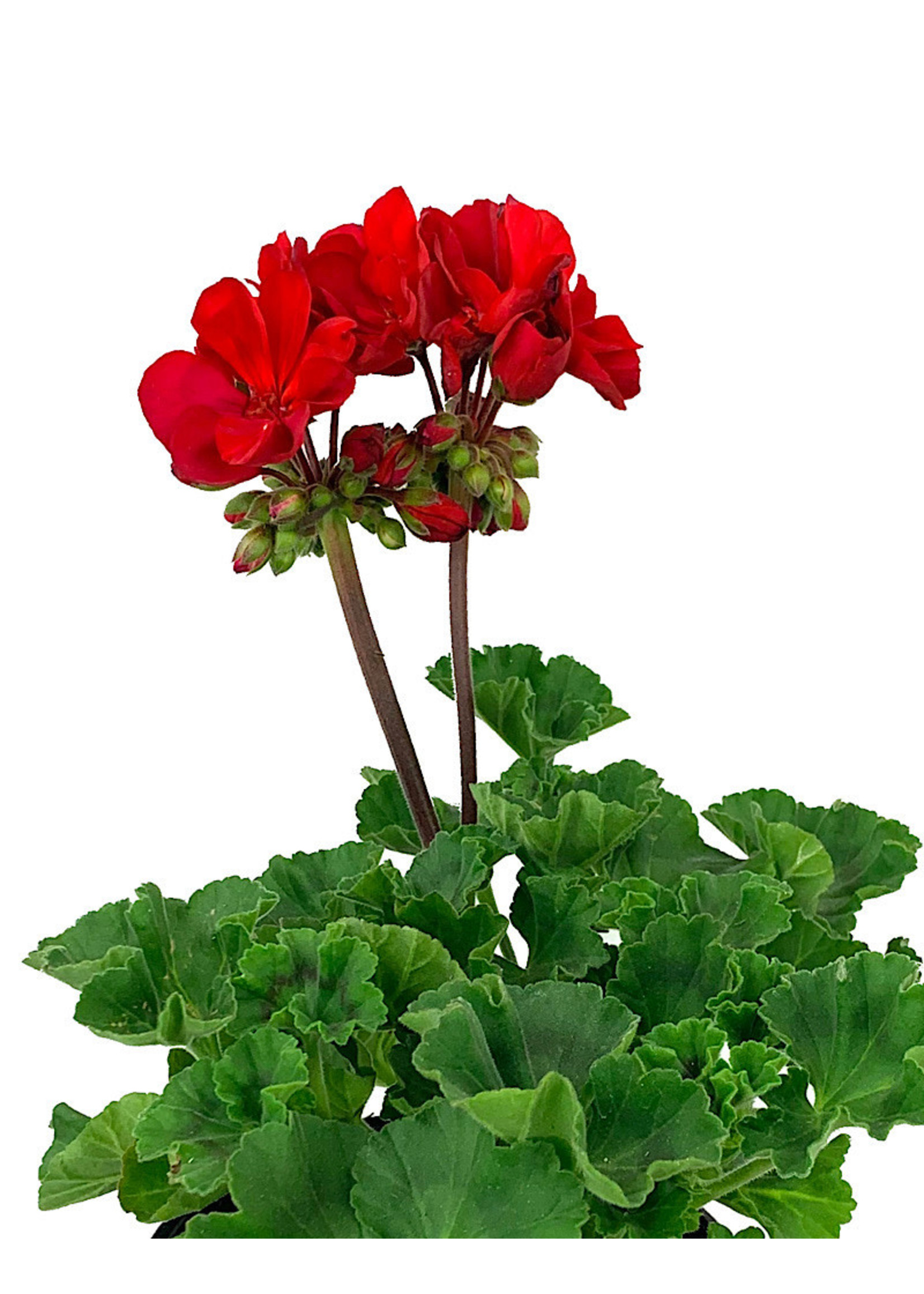 Geranium Zonal 'Presto Dark Red'  5 Inch