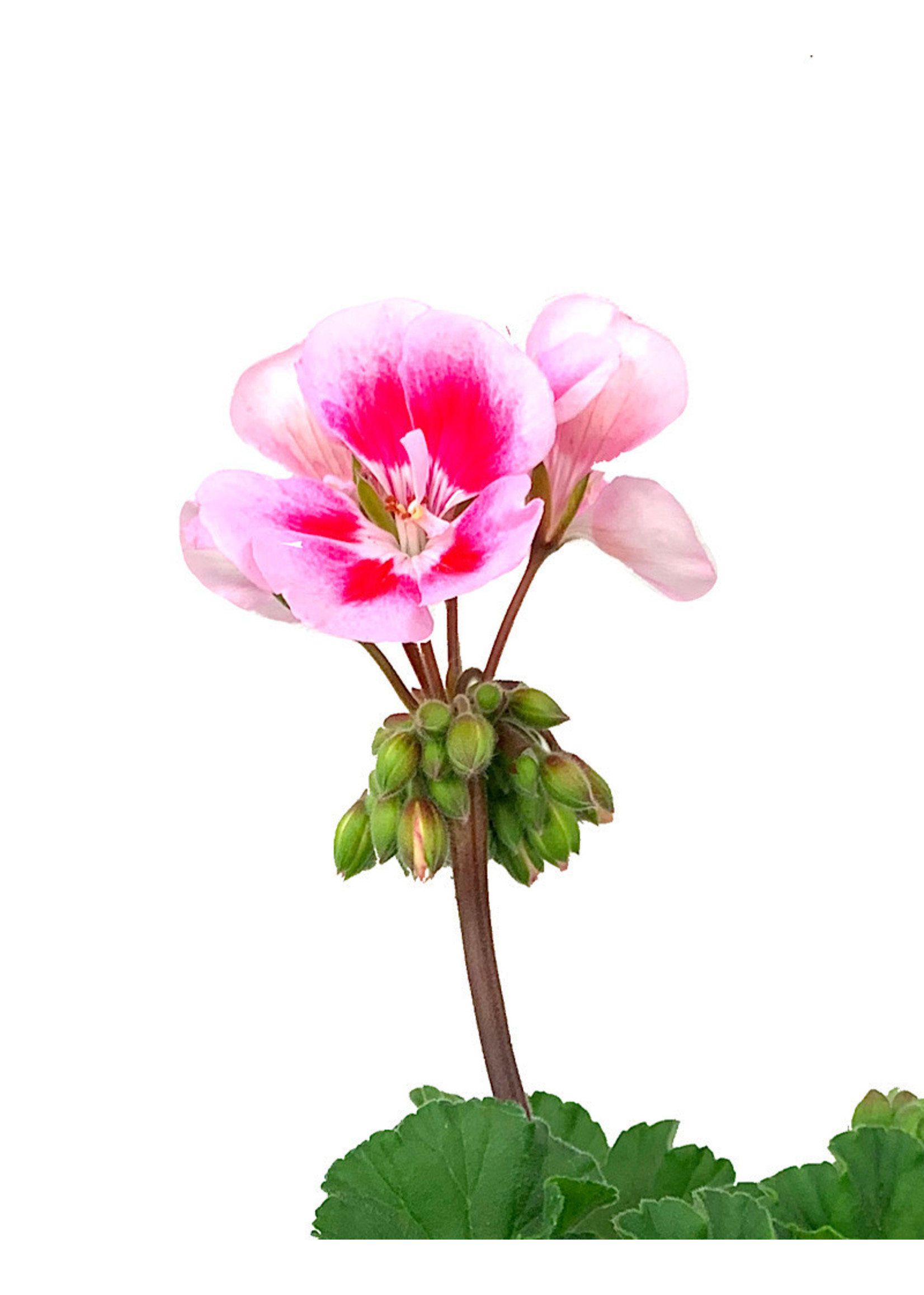 Geranium Zonal 'Presto Pink Sizzle'  5 inch