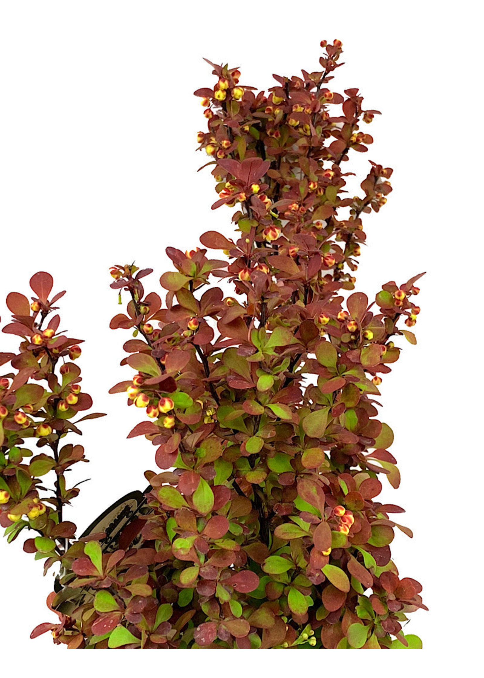 Berberis thunbergii 'Orange Rocket' 2 Gallon