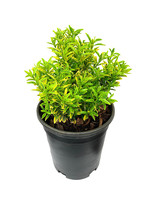 Euonymus 'Sunny Delight' 1 Gallon