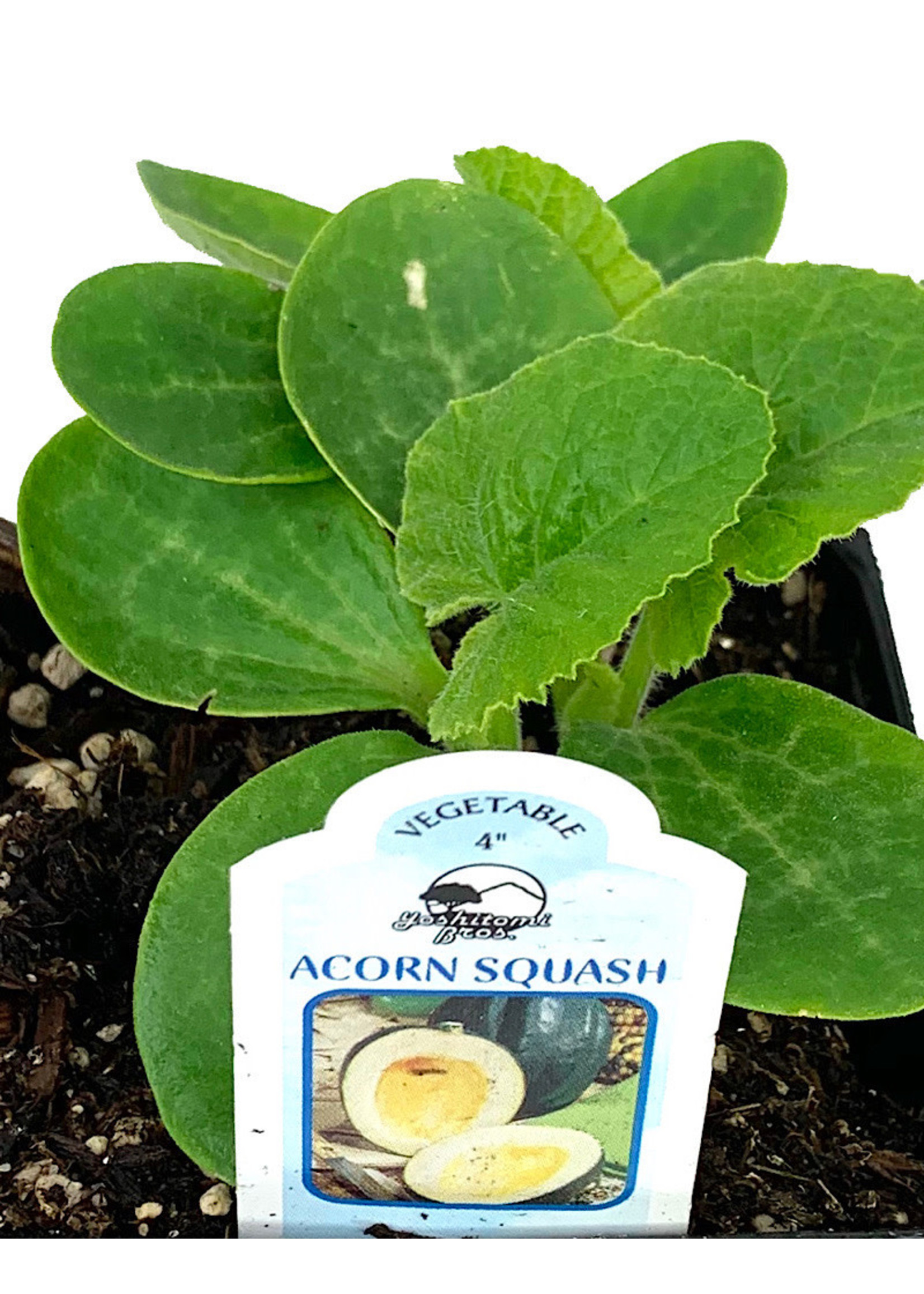 Squash 'Acorn Table Ace'  4 inch