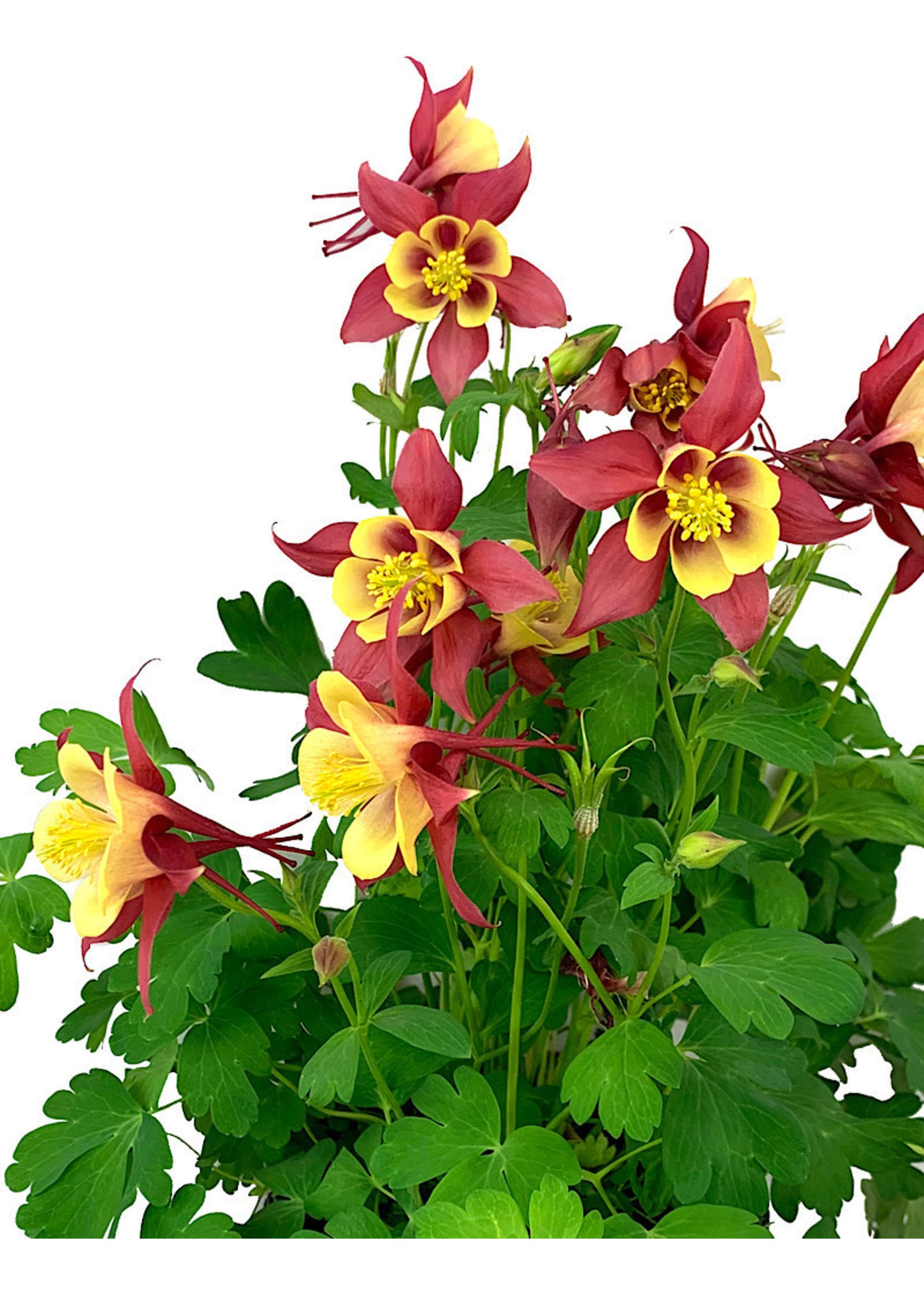 Aquilegia caerulea 'Early Bird Red/Yellow' 1 Gallon