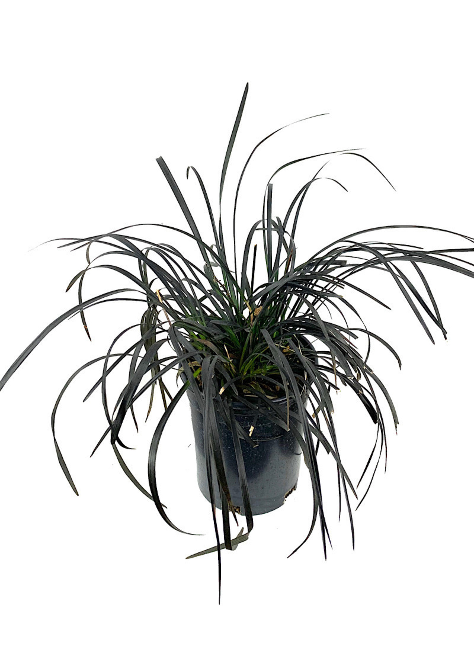 Ophiopogon planiscapus 'Nigrescens' 1 Gallon