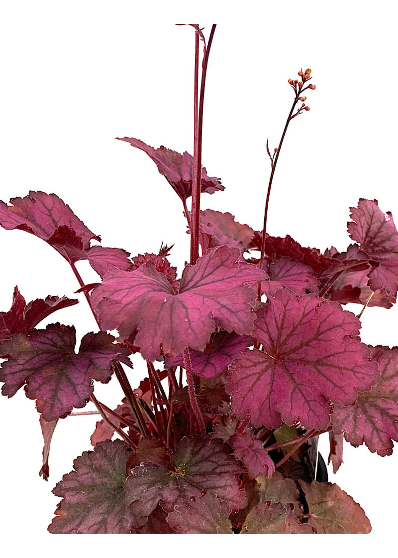 Heuchera 'Carnival Rose Granita'