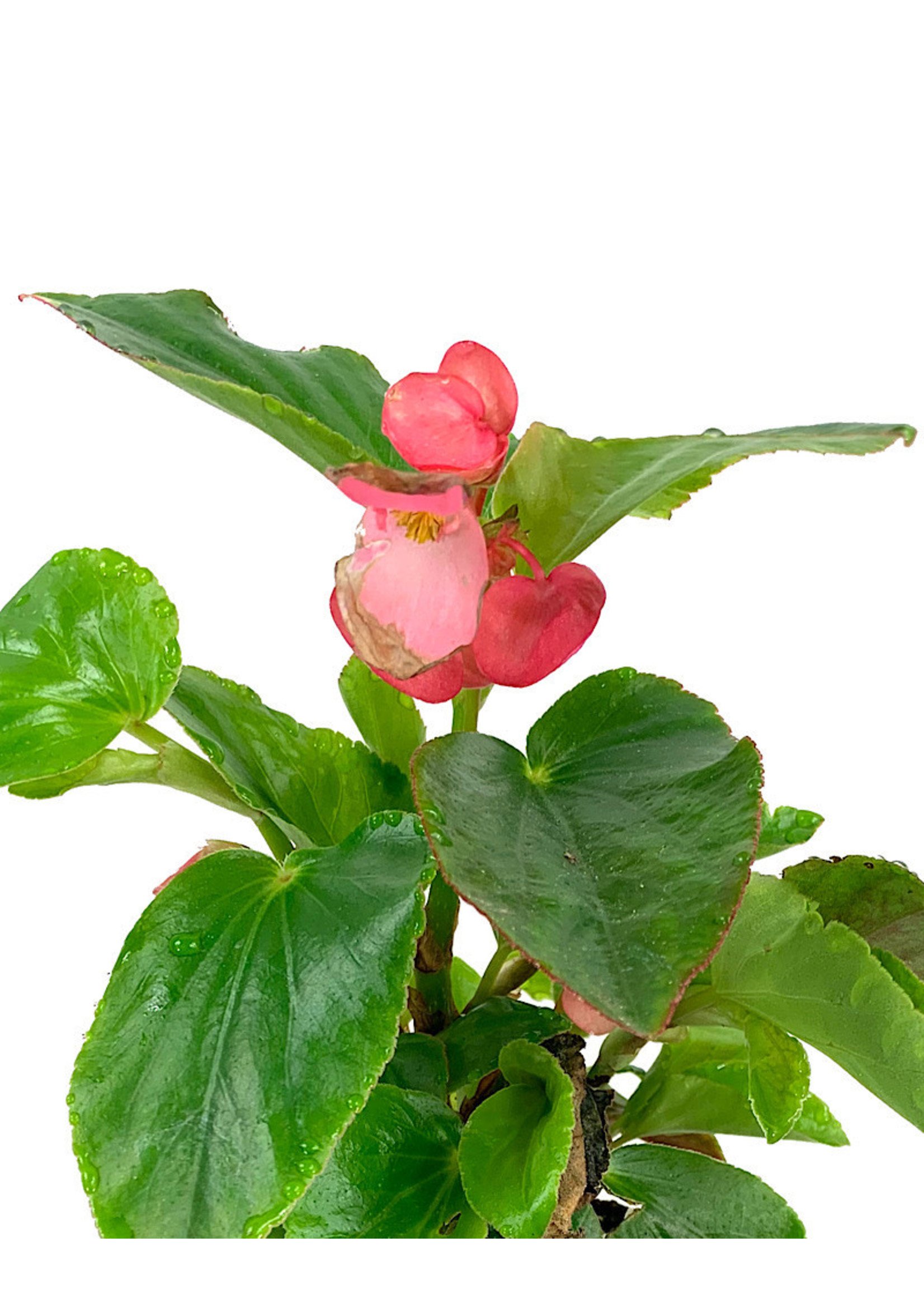 Begonia 'Dragon Wing Pink' 4 Inch